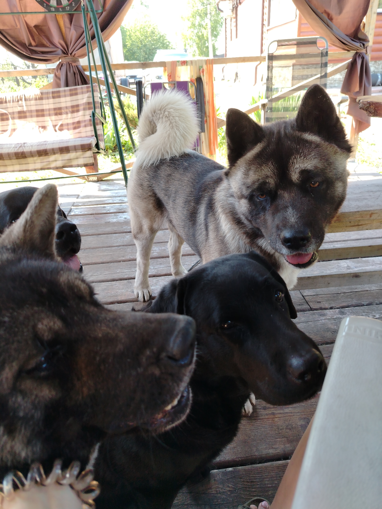 The image captures an outdoor scene on a wooden deck or porch in the city of Рассвет, Russia, under bright daylight conditions. Three dogs are prominently featured, with partial visibility of a fourth.
In the center-right, a large Akita-type dog with a grey, brown, and cream-colored coat stands, looking directly at the viewer. Its distinctive white, curly tail is visible at the top of its back. The dog's mouth is slightly open, revealing its pink tongue.
To the lower right, a black Labrador-type dog is seen in profile, positioned lower than the Akita, with its gaze directed towards the lower right. In the lower left foreground, another dark-coated dog, possibly a dark Labrador or mix, shows its head and upper body, with a metallic spiral-link collar visible. Behind this dog, parts of a fourth dark dog's snout and pink tongue are discernible.
The dogs are standing on light brown wooden planks. In the lower right corner, a human foot wearing a light-colored sandal is visible next to a white, rectangular object with the text "LINE" partially embossed on its side.
The background reveals a porch structure. To the left, a porch swing with a plaid-patterned cushion and a striped back is visible, beneath a tied-back brown fabric canopy. Two green metal support poles stand in front of the swing. Brown fabric drapes are tied back on the right side of the porch. Beyond the porch railing, a light brown residential building and green foliage are visible under clear skies. A dartboard is partially visible in the upper left corner.