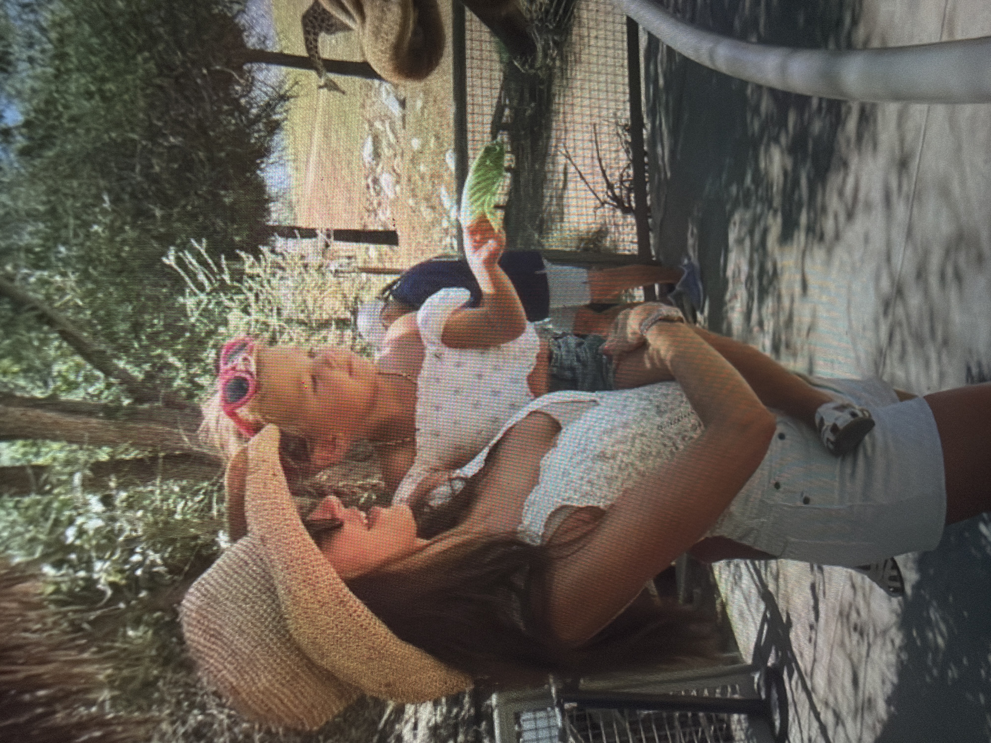 This image depicts an outdoor scene, specifically within an animal enclosure, described as being located in the city of Shumen, Bulgaria.
In the mid-ground, an adult female with long brown hair, wearing a straw hat, dark sunglasses, a white textured sleeveless top, and white shorts, holds a young child. The child, with light hair, wears pink heart-shaped sunglasses, a white off-the-shoulder top, and light-colored denim shorts. The child extends a large green leaf or piece of vegetation through a wire mesh fence, offering it to an animal.
To the right, partially visible, is the head and upper neck of a giraffe, reaching towards the child's extended hand and the food. The giraffe exhibits its characteristic spotted pattern. Behind the giraffe, a dirt and rocky area is visible.
In the background, a man wearing a dark top and light shorts is partially visible behind the main subjects, standing near the fence. The environment is characterized by abundant green foliage, including trees and bushes, suggesting a warm, sunny climate. Shadows are cast upon a paved walkway in the foreground, where a curved white railing or pipe is also visible on the lower right. The scene captures an interactive feeding moment with an exotic animal.