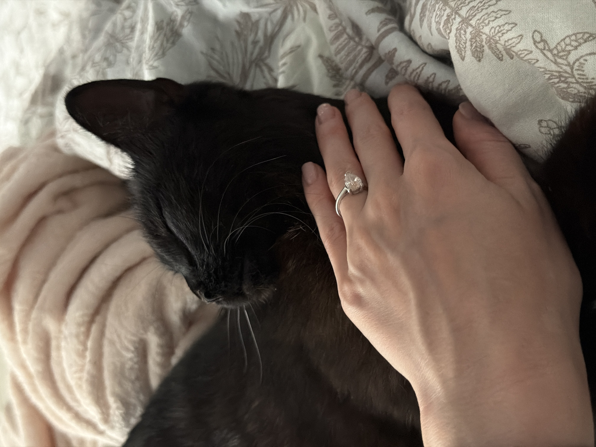 The image, set in the city of Chaikovsky, Russia, presents a close-up view of a black cat resting or sleeping. The cat's head is positioned towards the left, with its eyes closed and white whiskers visible. A fair-skinned human hand, with lightly manicured fingernails, is gently resting on or stroking the cat's dark fur in the center of the frame. The hand wears a silver-toned ring with a prominent heart-shaped clear gemstone on the ring finger. In the upper left background, a soft, light pink textured fabric, possibly a blanket or throw, is visible. The right background features a light-colored sheet or duvet cover patterned with repeating brown or taupe botanical motifs, resembling leaves or ferns.