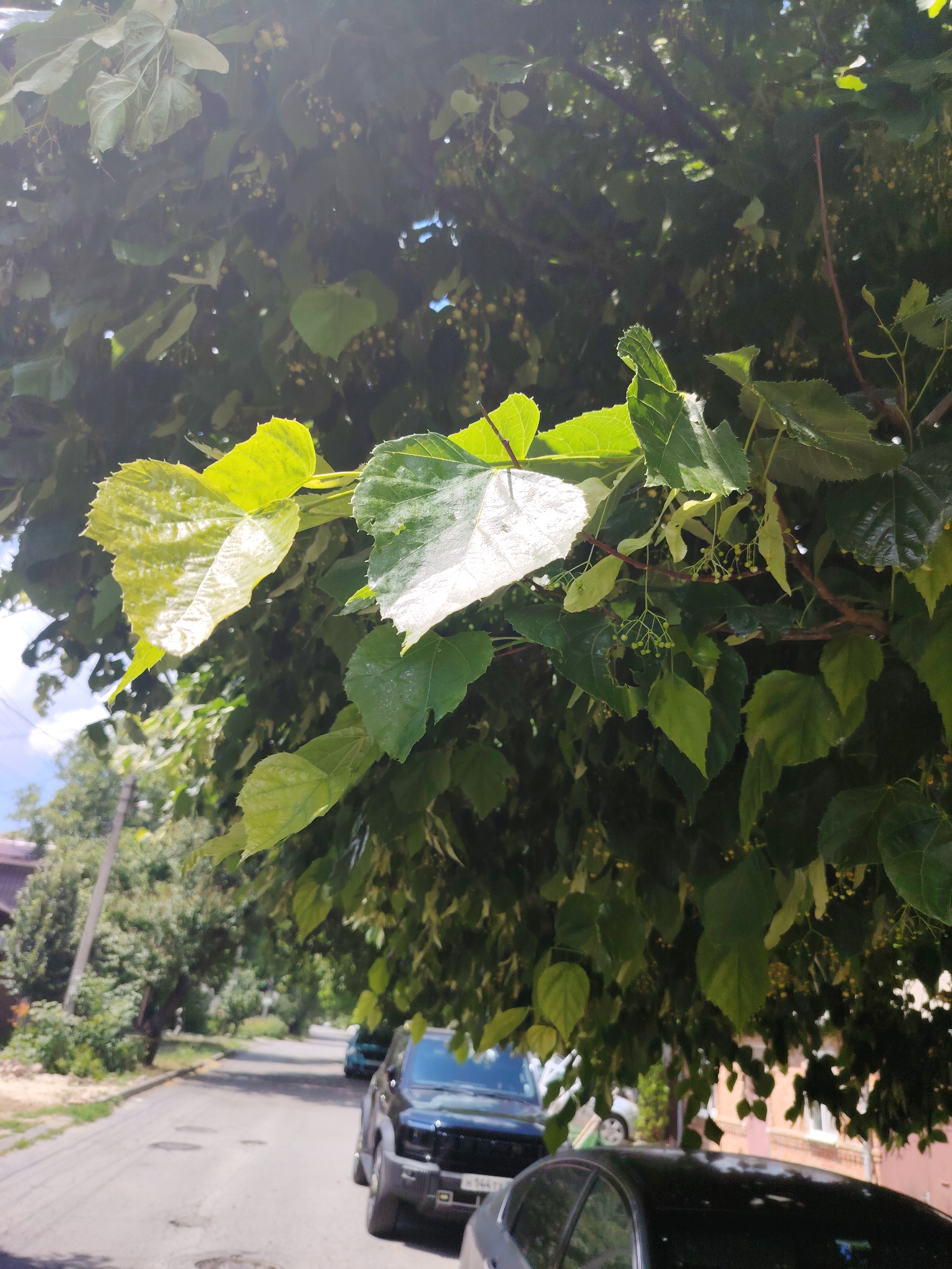 A street in Rostov-on-Don, Russia, is lined with parked cars and trees. The view is from beneath the branches of a leafy tree, with sunlight filtering through the leaves. In the foreground, several large green leaves are visible, some reflecting the sunlight. Beyond the tree, a paved street stretches into the distance, with a few cars parked along the side. One car, a black SUV, is prominently parked in the right foreground. Further down the street, another dark-colored car is visible, along with some residential buildings and more trees. The sky is visible through the tree canopy, with a few clouds. The overall impression is of a quiet, tree-lined street on a sunny day.