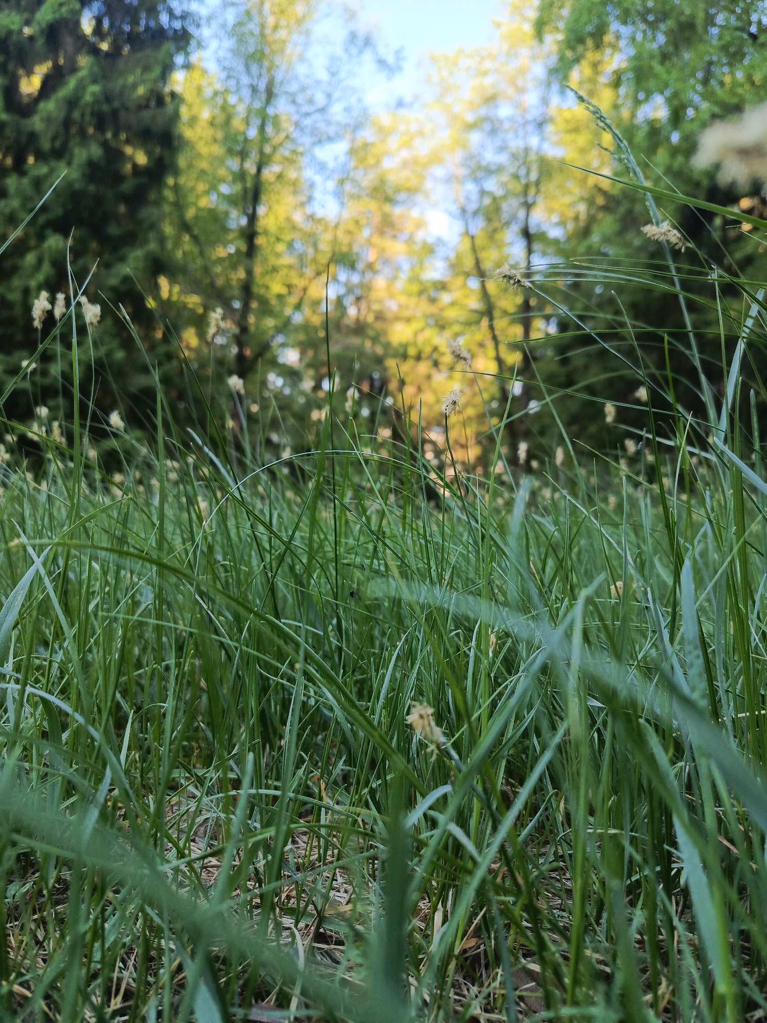 The image depicts a ground-level view of tall green grass and vegetation in a natural setting. The foreground consists of dense green grass blades, some with small, light-colored seed heads. In the background, blurred trees with green and yellowish foliage are visible, suggesting a forest or wooded area. The sky is visible in patches through the trees, appearing blue. The photograph's depth of field is shallow, focusing on the grass in the foreground while blurring the background elements. The overall impression is that of a natural, possibly undisturbed environment, potentially in Chaikovsky, Russia.