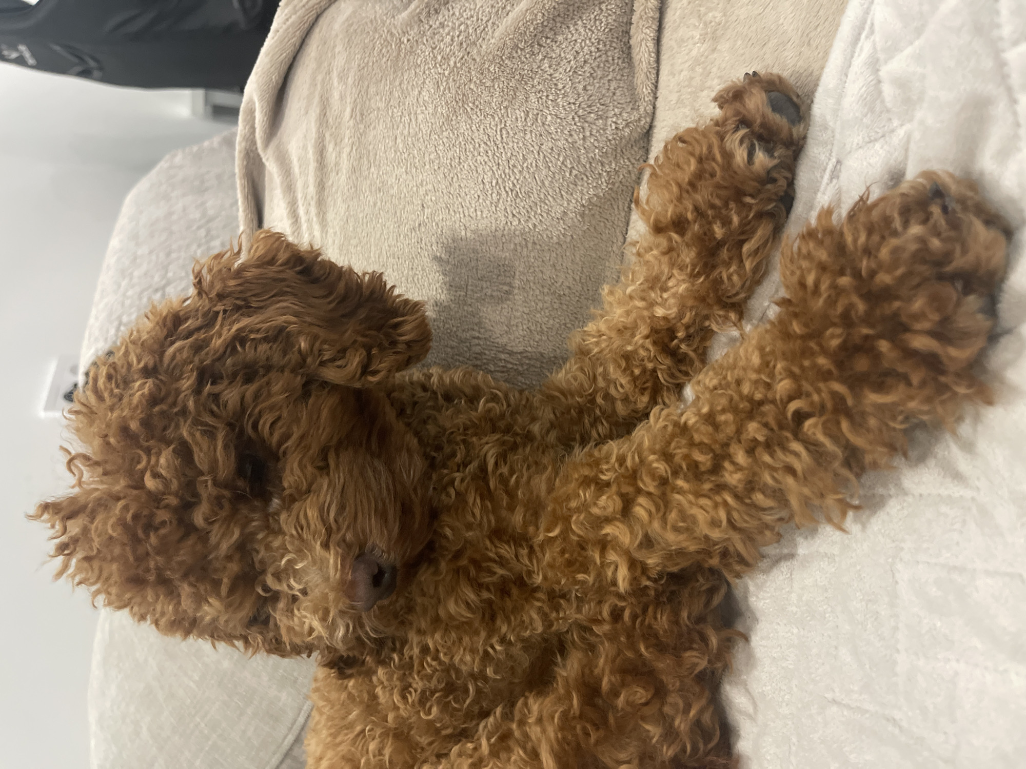 A fluffy, rust-colored poodle puppy lies on a neutral-colored couch with its head resting on a pillow. The puppy's fur is tightly curled, and its eyes are partially closed. The background is slightly blurred, with a glimpse of a wall and a dark figure in the distance. The lighting is soft, casting a warm glow on the puppy's fur.