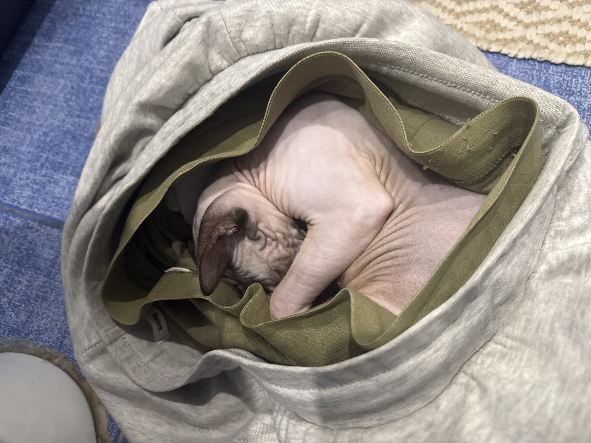 A Sphynx cat is nestled inside a pair of light gray pants with an elastic waistband in a light-olive green. The cat is curled up, with its head tucked near its front paws. The floor beneath the pants appears to be a light blue tiled surface. A light-colored rug with a geometric pattern is visible at the top right of the frame. The scene takes place in Unknown, Unknown.