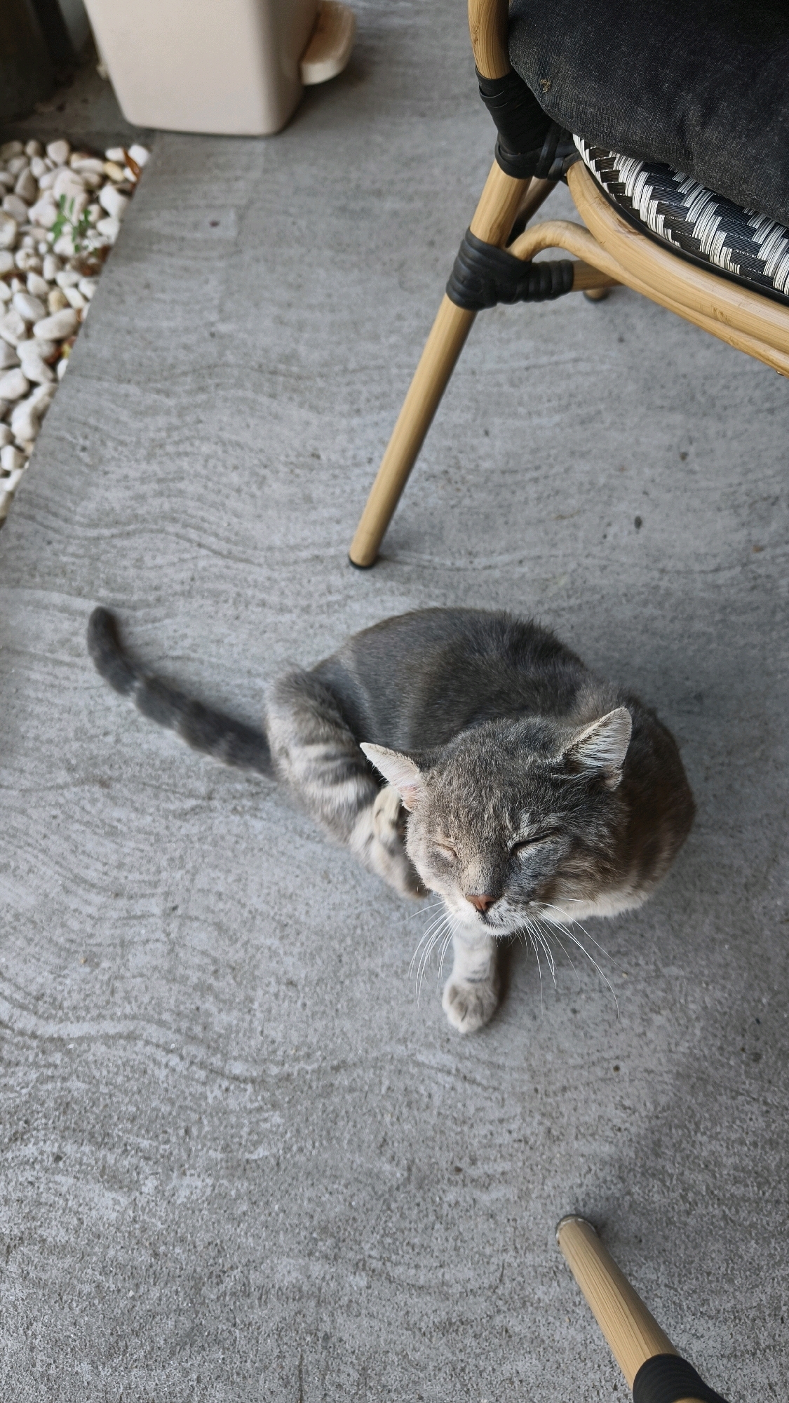 A gray tabby cat is shown from a high angle, scratching its ear with its hind leg on a concrete surface. The cat is mostly gray with darker tabby stripes and white whiskers. Its eyes are closed, suggesting it is focused on scratching. The background includes a portion of a wicker chair with a dark cushion and a beige bin with white pebbles scattered around its base. The scene appears to be an outdoor patio or balcony, possibly in the city of Предејане (варош), Serbia, given the context. The concrete ground has a slightly textured, wavy pattern.