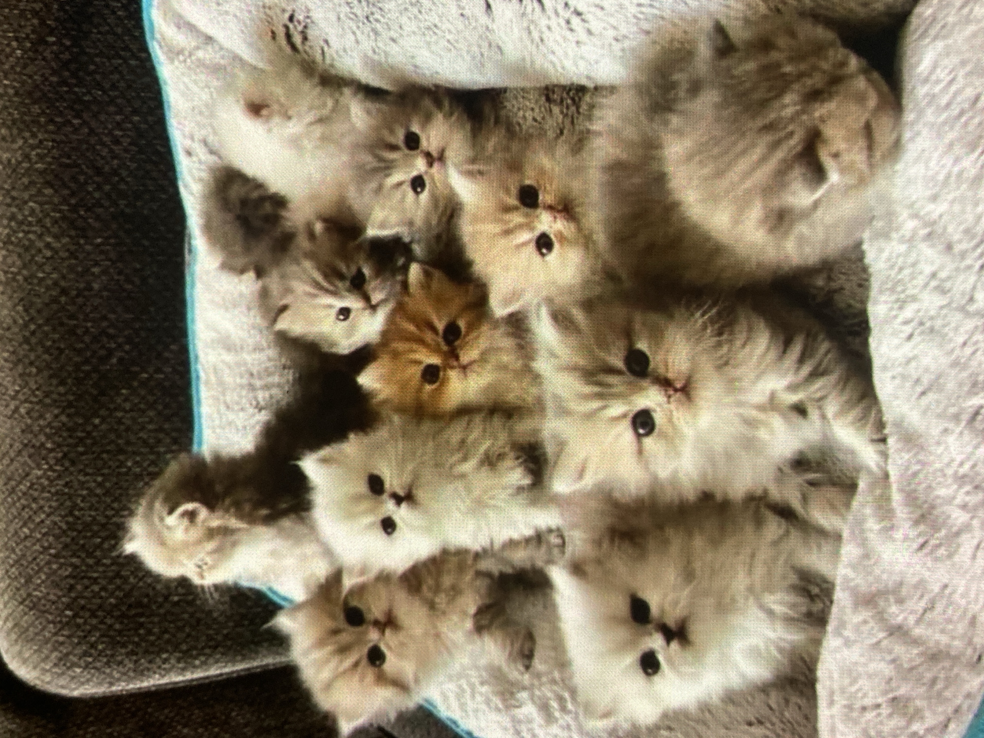 A group of at least ten fluffy kittens are gathered on a soft, light-colored surface, possibly a pet bed or blanket. The kittens appear to be of various light fur colors, including white, cream, and light brown. Some are looking directly at the camera, while others are looking away or are partially obscured. In the background, a dark-colored textured surface, possibly a sofa or chair, is visible. The overall impression is a cozy and adorable scene of young cats. The location of Ustyvytsia, Ukraine is not depicted in this image.