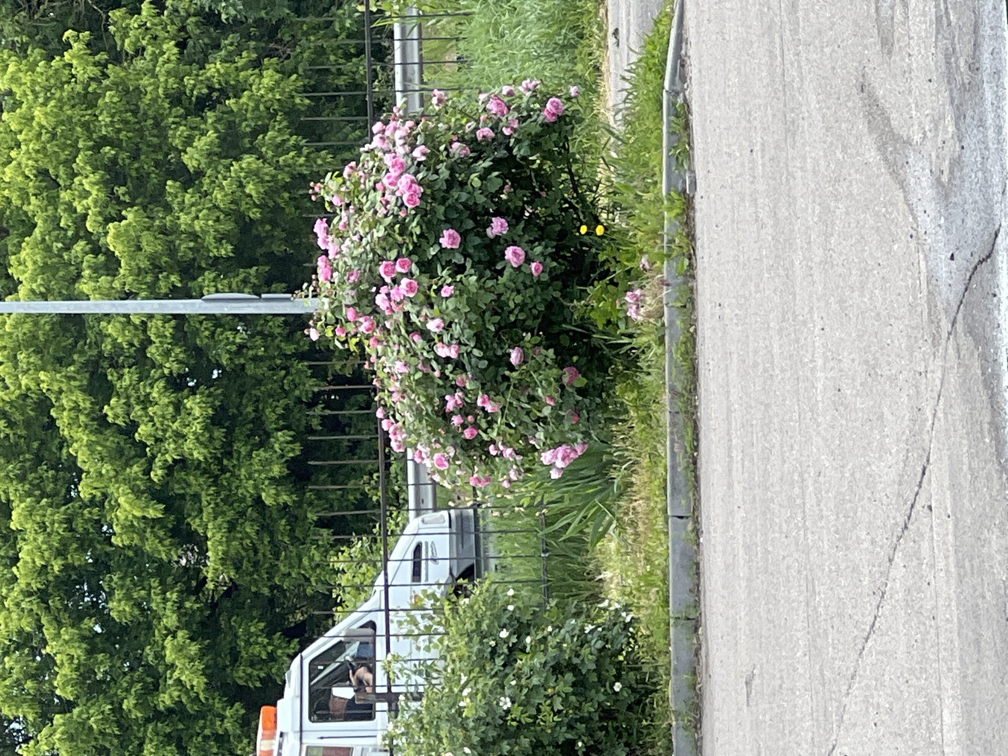 The image depicts an outdoor scene likely taken in Poltava, Ukraine, though without definitive landmarks this is only a possibility. A paved road runs vertically on the right side of the image. A strip of green vegetation separates the road from a dark metal fence. Behind the fence are multiple shrubs and trees.
A pink rose bush is prominent in the center of the frame, with numerous pink blossoms visible. Behind this bush, partially obscured by the fence and foliage, is a white vehicle. The front window of the vehicle is visible, and a person appears to be seated inside, though details are indistinct.
Another smaller bush with white flowers is in the foreground, partially blocking the view of the van. Green foliage dominates the background on the left, contributing to a general impression of an urban or suburban environment with significant vegetation. The sky is not visible. A grey metal pole is on the left side of the image.