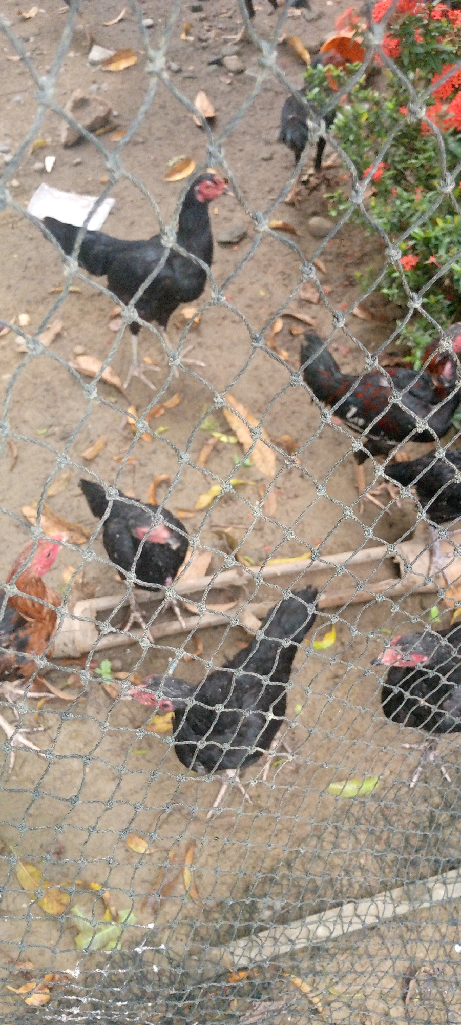 In Uleemeuria, Indonesia, a group of chickens is contained within a fenced enclosure. The enclosure's ground is composed of dirt and scattered dry leaves. Several chickens, predominantly black with some red accents, are visible. One chicken is positioned on the left side of the frame, facing right. Another chicken stands in the center, facing left. To the right of the center chicken, another is partially visible. Further to the right, a chicken with red and black plumage is seen. In the lower portion of the frame, a black chicken is looking down, and another black chicken is visible on the far right. The enclosure is bordered by greenery and red flowers on the right side. A white piece of paper or plastic is lying on the ground to the left. The chickens appear to be foraging or standing in the enclosure.