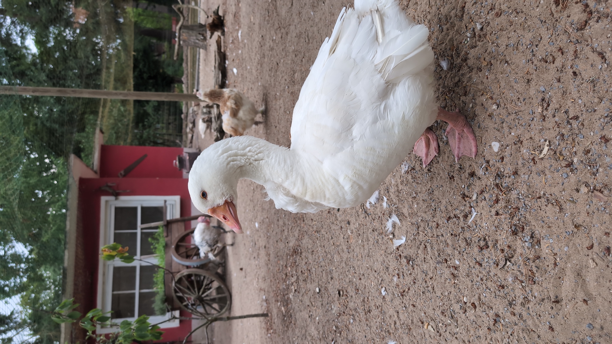 A close-up, eye-level shot shows a white goose with an orange beak and pink feet standing on sandy ground. The goose is facing left, with its head turned back slightly to look over its left shoulder. White feathers are scattered on the ground around the goose. In the background, a red building with white-trimmed windows is visible, along with a wooden cart with large wheels. A few other birds, including a brown and white chicken and a white turkey, are also present in the background. Trees and a wooden fence can be seen further in the distance. The scene appears to be an outdoor enclosure at an animal farm or park. The location is in Viernheim, Germany.