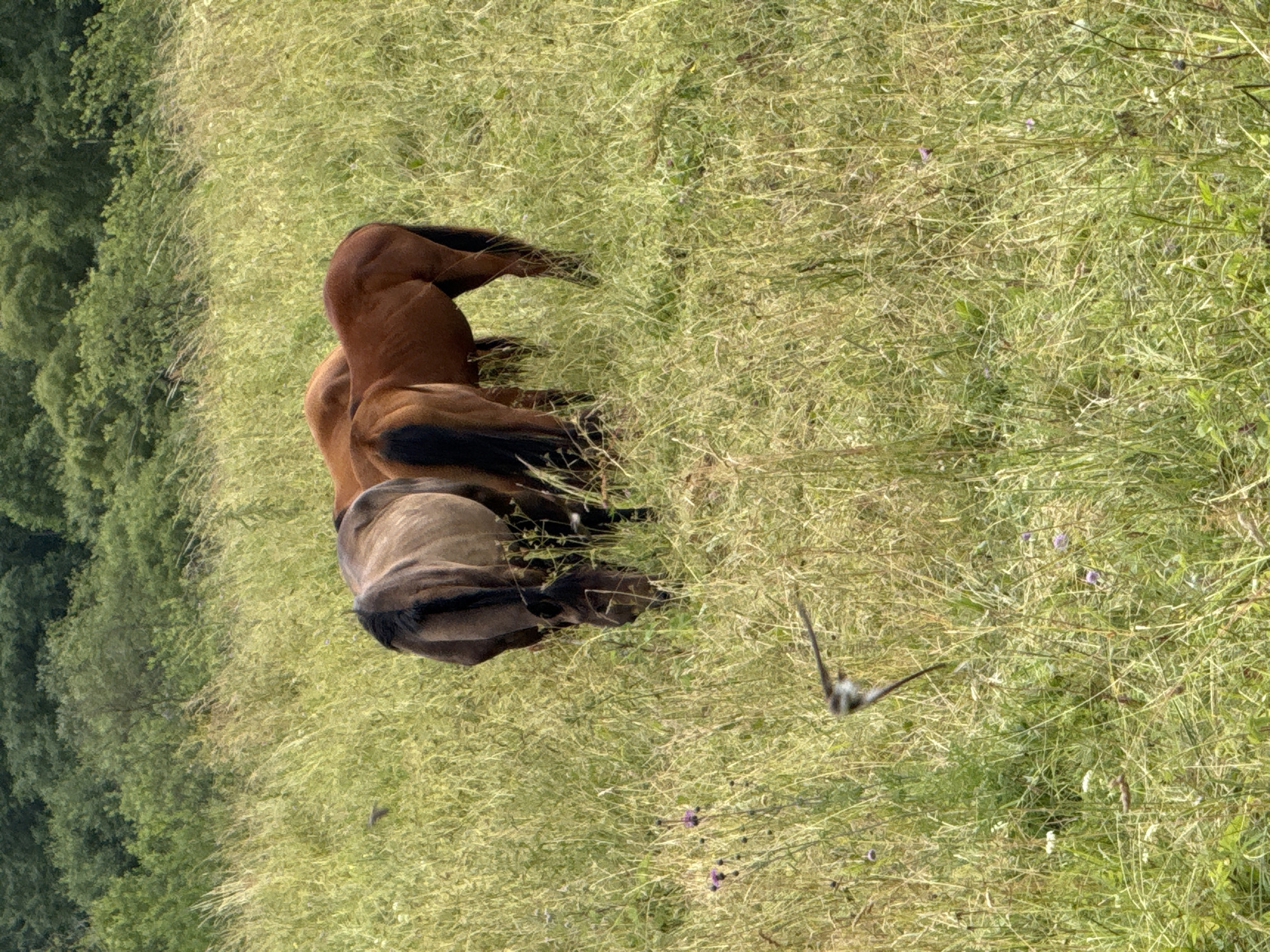 In Galinė, Lithuania, a field of tall, green grass is populated by two horses grazing. One horse is a dark brown color, and the other is a lighter brown. A small bird is captured in mid-flight in the foreground, its wings spread wide. The background is a dense forest of green trees. The scene is illuminated by natural daylight.