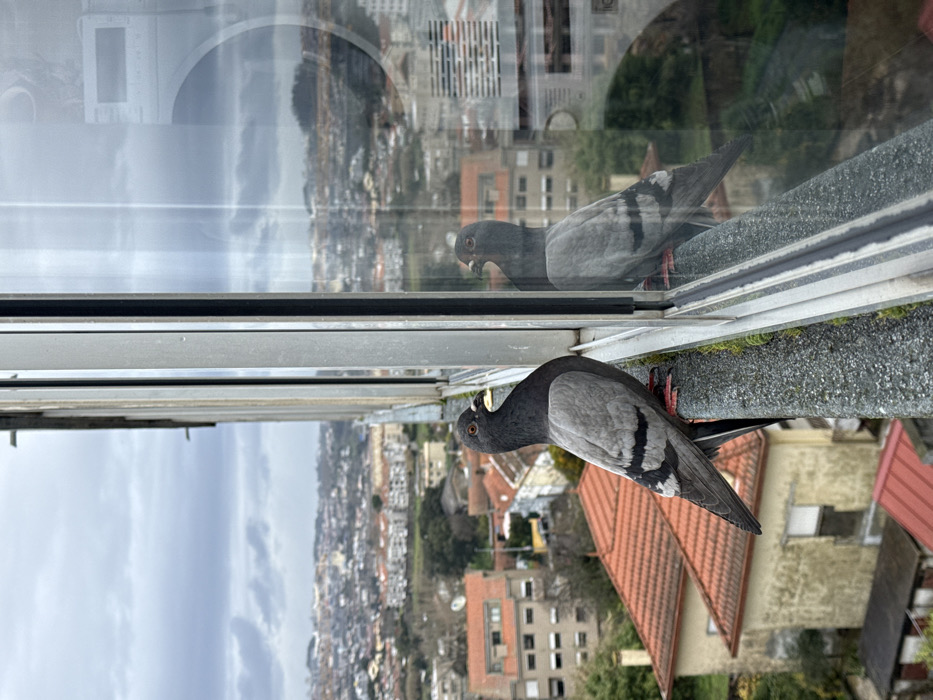 A rock pigeon (Columba livia) is perched on a concrete ledge outside a window, offering a high-angle view of the city of Vila Nova de Gaia, Portugal, under an overcast sky. The pigeon, primarily grey with a darker head and neck exhibiting iridescent plumage, and two distinct black bars on its wings, faces left while its head is slightly turned towards the window. Its red feet are visible on the moss-flecked concrete ledge. The adjacent window pane reflects the pigeon's image, creating a symmetrical visual. Beyond the window and the ledge, a dense urban landscape unfolds, characterized by numerous buildings with varying architectural styles, many featuring red or terracotta tiled roofs. The city extends to the distant horizon under a cloudy, grey sky.