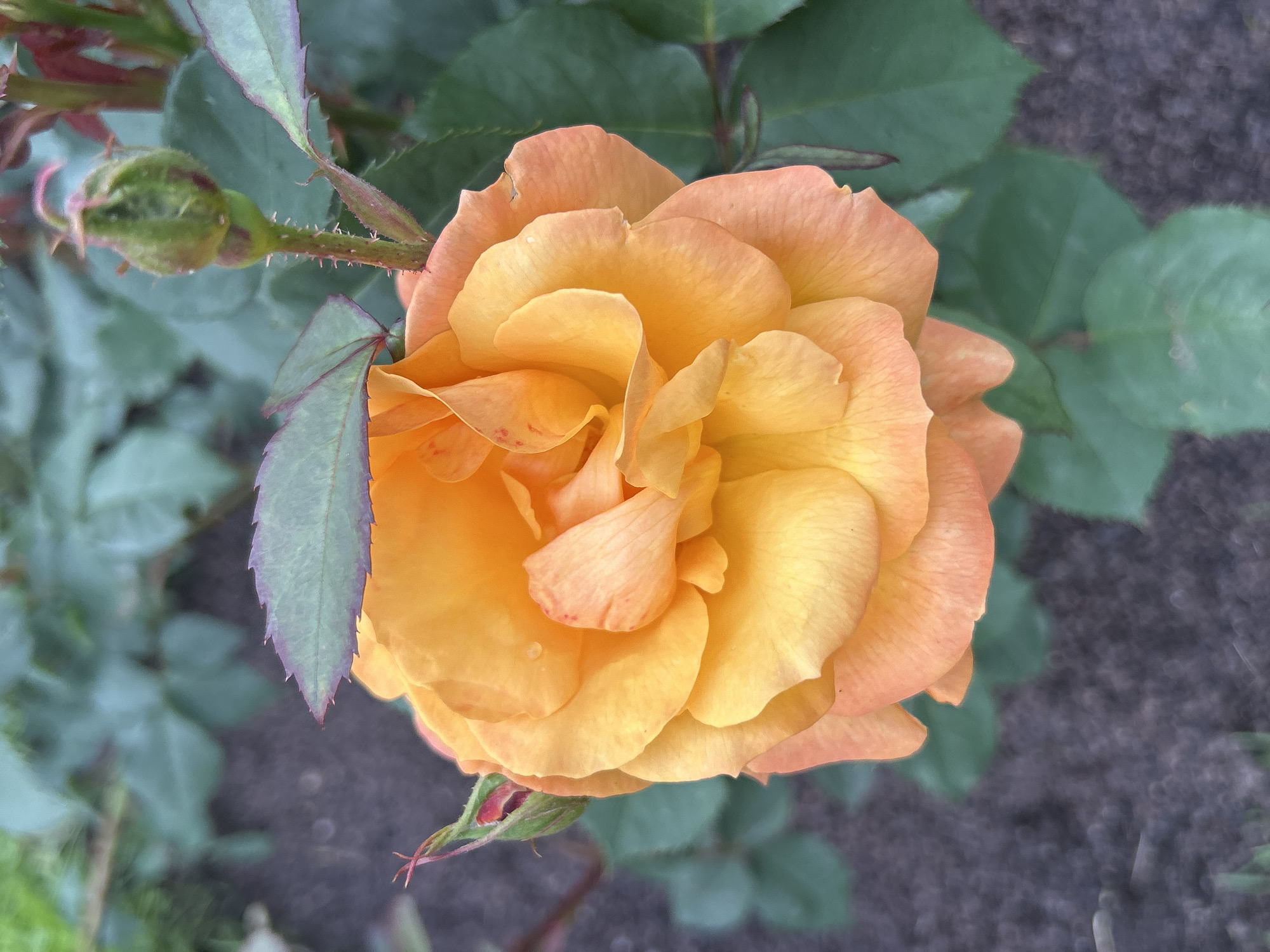 This is a close-up, top-down, eye-level, natural light photograph of an open orange rose in the city of Mount Royal, Canada. The rose is in full bloom, with its petals layered in shades of orange and yellow, some tinged with pink. A few tiny water droplets are visible on the petals. To the left of the rose, a small, green rosebud is partially visible, with a hint of red at its tip. To the upper right, another green rosebud is more prominent, with its sepals tightly closed. The rose bush has dark green leaves, some with reddish-purple edges, and thorny stems. The background consists of dark soil and out-of-focus green foliage, suggesting a garden setting. No people are present in the image.