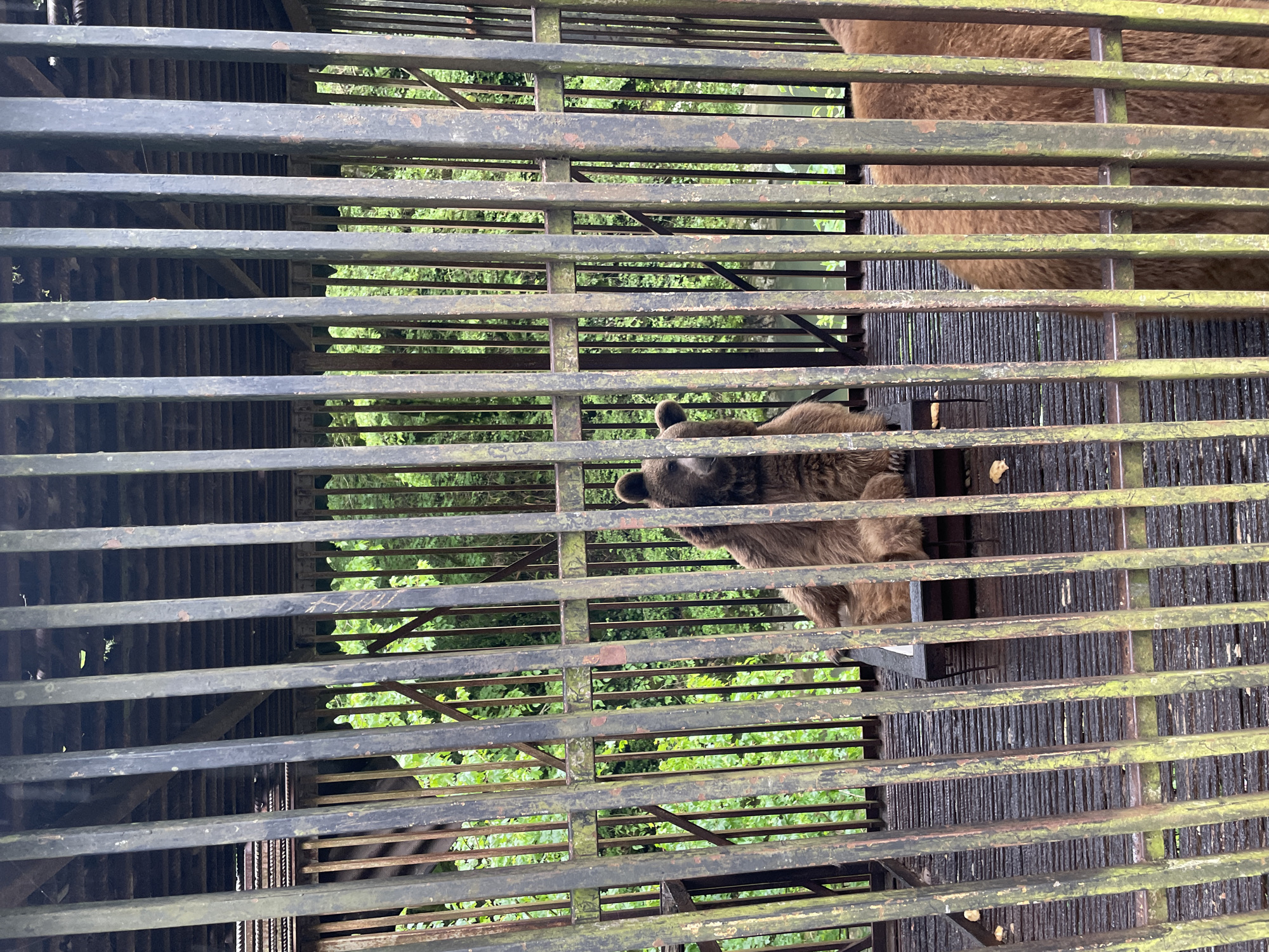 The image depicts a bear behind a metal cage. The location is the city of Unknown, Unknown. The bear is brown and partially visible. The cage is made of horizontal metal bars and is painted in dark green. There is green foliage in the background, visible through the cage.