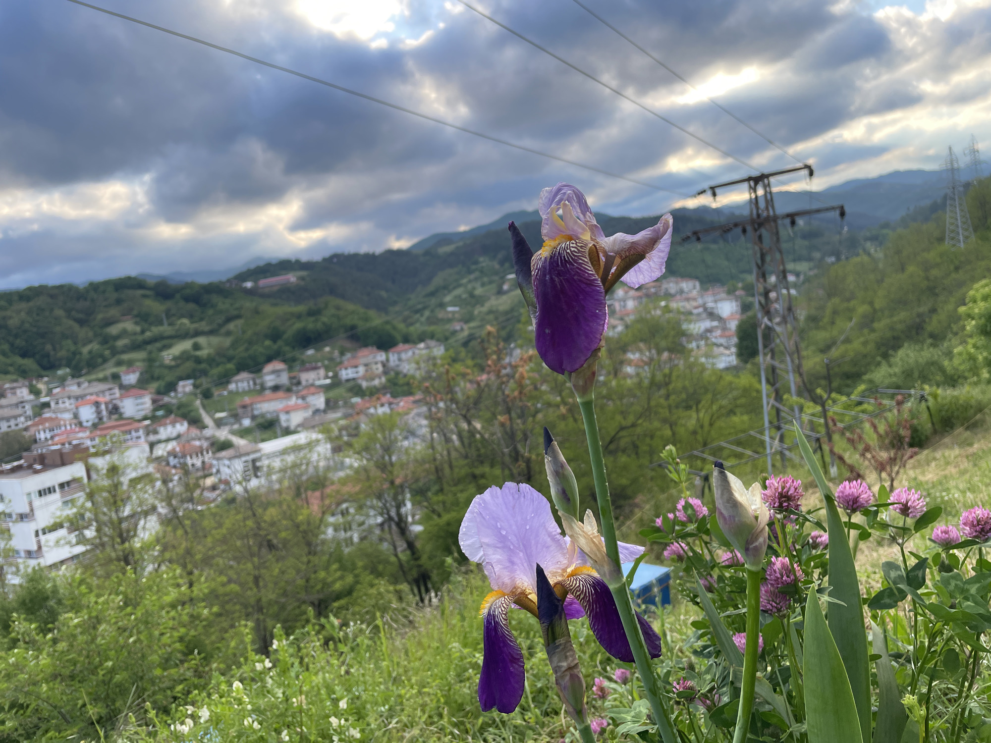 The image captures a foreground of purple irises and pink clover flowers, set against a backdrop of the city of Zlatograd, Bulgaria. In the midground, the town spreads across the hills, with a mix of buildings and greenery. An electrical transmission tower stands to the right of the flowers. The sky is overcast with a mix of dark clouds and lighter patches. The overall setting suggests a location on a hillside or elevated position overlooking the town.