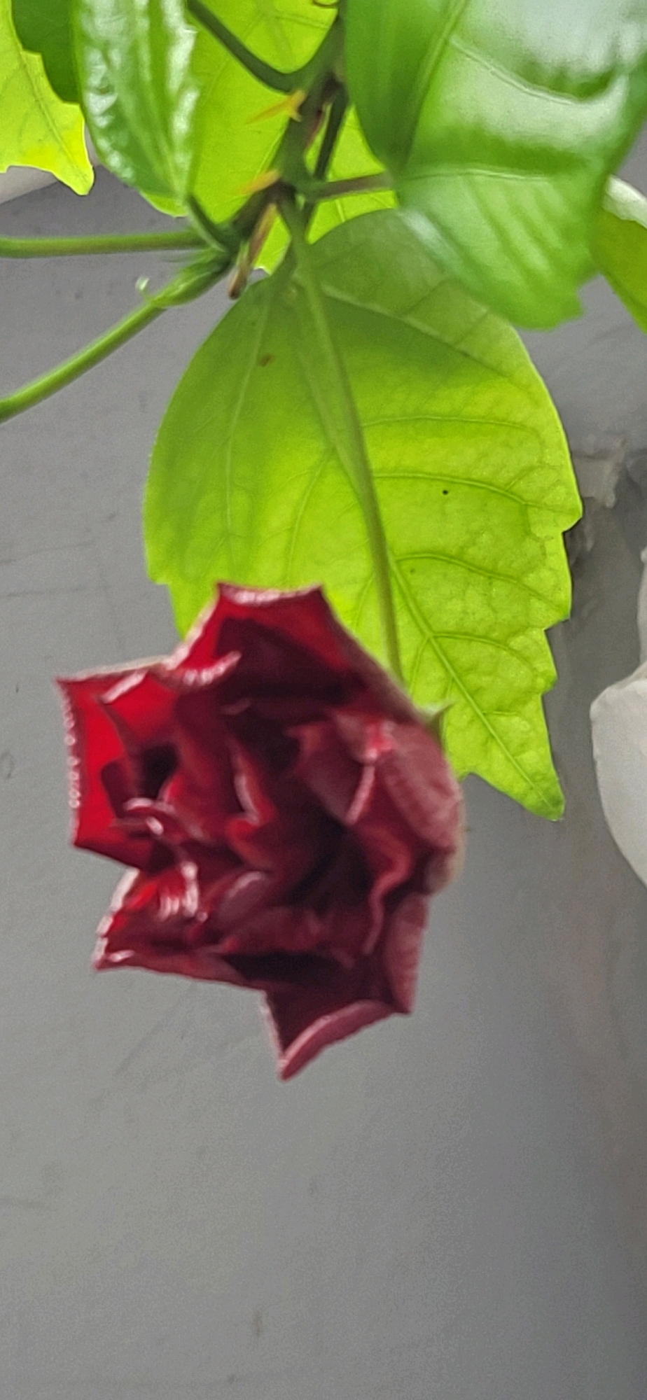 The image displays a close-up of a dark red hibiscus flower bud, partially unfurled, against a muted gray background. The bud is in the foreground and occupies the majority of the frame. Above and behind the bud, bright green hibiscus leaves are visible, with some leaves illuminated by sunlight, creating a translucent effect. The lighting suggests an outdoor setting. The image does not contain any elements that would allow for identification of its location in Oskemen, Kazakhstan.