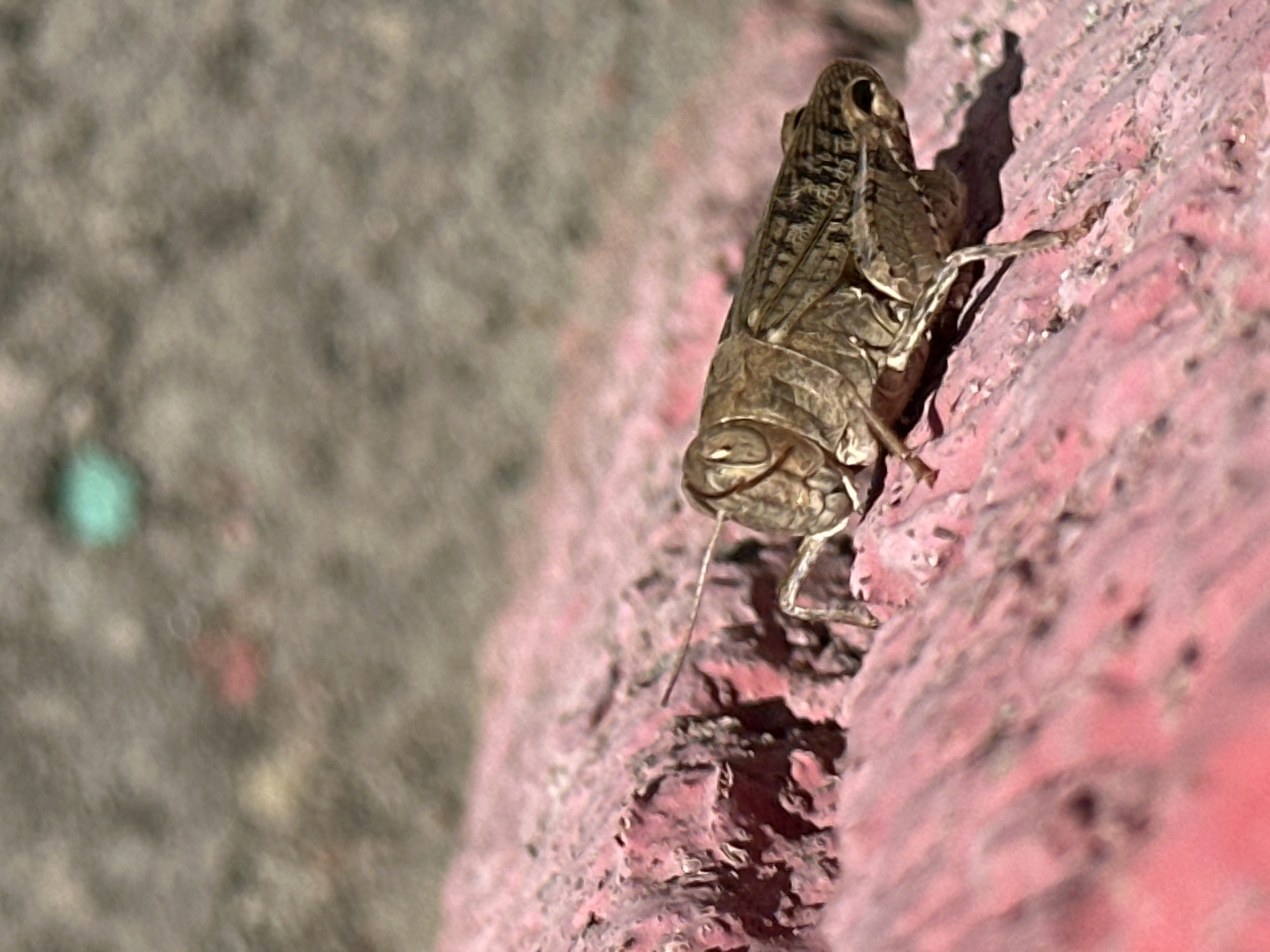 A grasshopper is seen in close-up, resting on a textured pink surface. The grasshopper, predominantly brown and beige, is facing to the right, its body angled downwards. Its compound eyes are visible, and its antennae extend forward. The pink surface it's on appears rough, with chipped paint in places. In the background, a blurred area of grey and green suggests an outdoor environment, possibly asphalt or concrete with some vegetation or debris. There are no people or identifiable structures in the immediate vicinity. The context of Luhansk, Ukraine, cannot be determined from the visual information provided in the image.