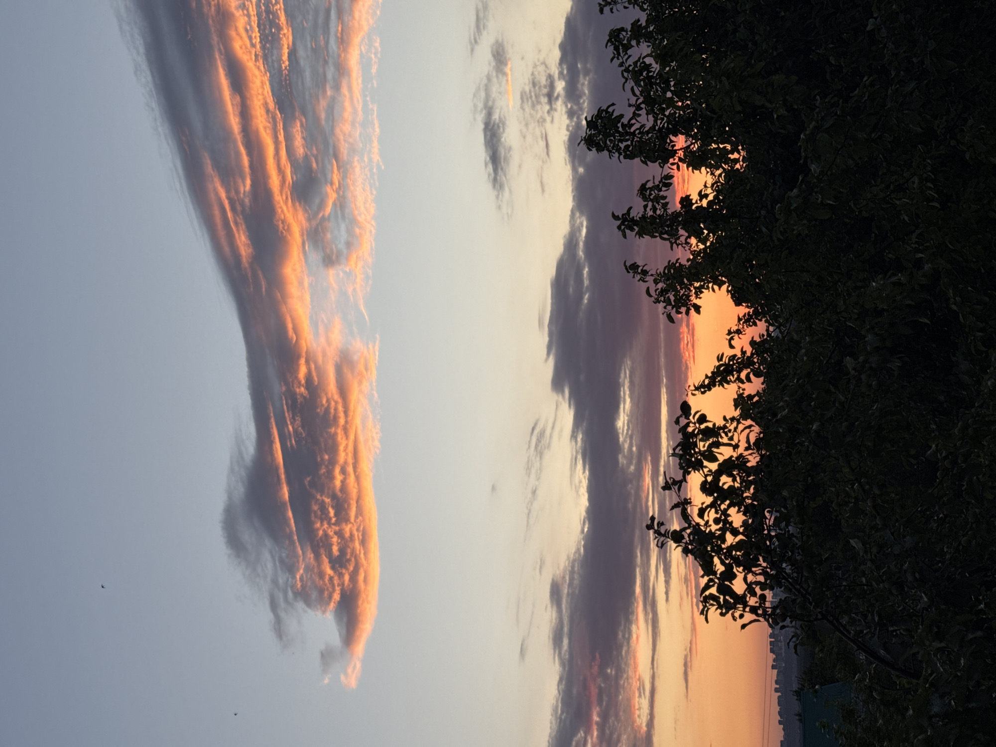 The image depicts a sunset over a city, viewed from a rural setting. In the foreground, silhouetted against the vibrant sky, are the dark shapes of trees and foliage. The sky is a canvas of warm colors, with streaks of orange, pink, and purple from the setting sun. Clouds are scattered across the sky, some catching the light in fiery hues, while others are darker, tinged with purple. In the distance, the faint outline of a city skyline is visible on the horizon, with buildings appearing as a low, dark band. Two small birds are flying in the upper portion of the sky. The overall impression is one of a peaceful transition from day to night, with nature and the urban landscape coexisting.