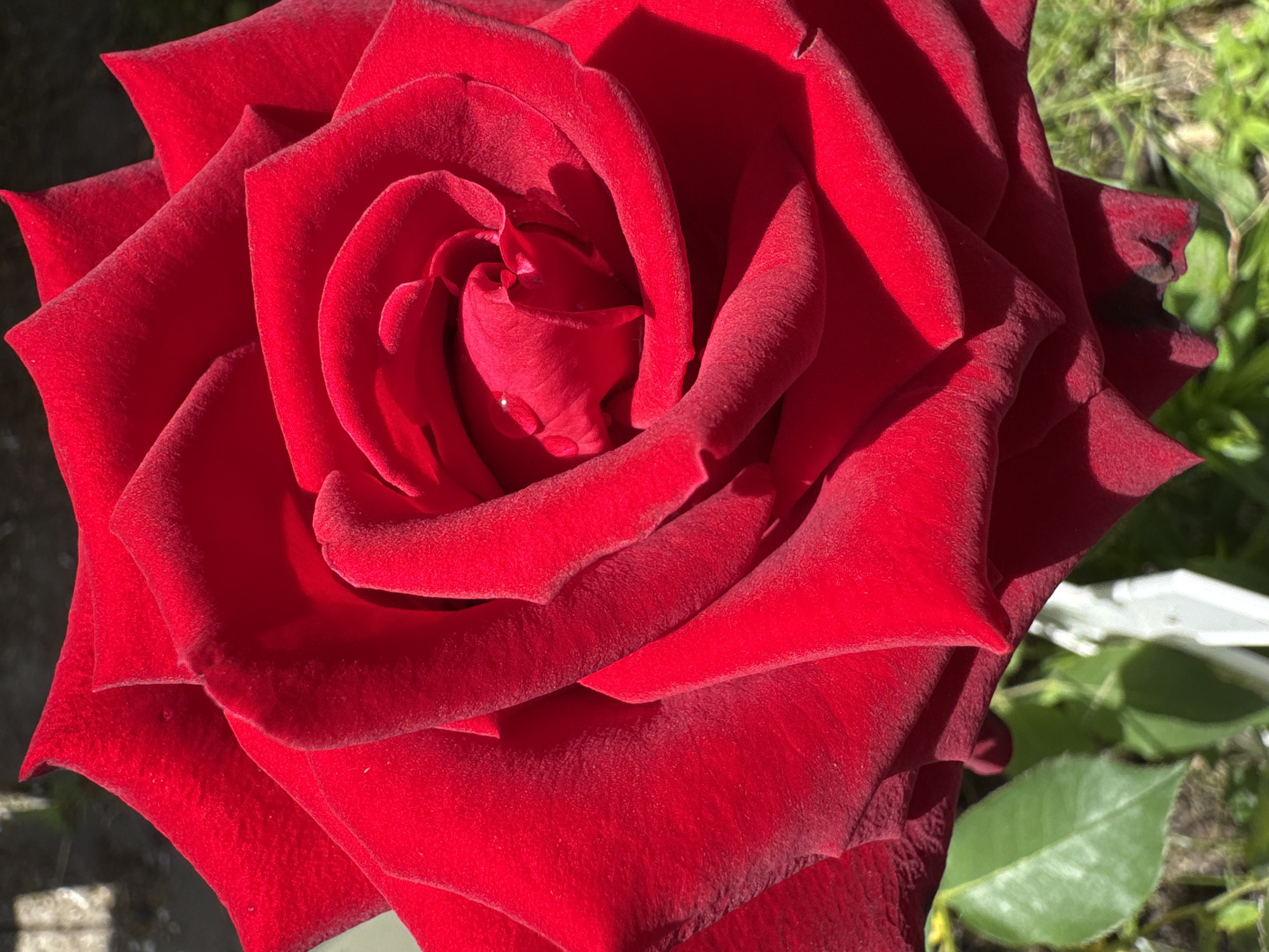 A close-up, high-angle shot captures a vibrant red rose in full bloom. The rose's petals are tightly spiraled towards the center, with delicate textures and a slight velvety sheen. Sunlight illuminates the petals, creating stark highlights and deep shadows that accentuate the flower's form. A tiny dewdrop glistens on one of the inner petals. The background is softly blurred, revealing hints of green foliage and a pale, out-of-focus object that may be a fence or a label. The scene appears to be outdoors, likely in a garden or park setting. The image does not contain any people. The provided location, Земледелец-90 Спк, Russia, places this scene within a rural or semi-rural context, possibly a cooperative farm or horticultural society.
