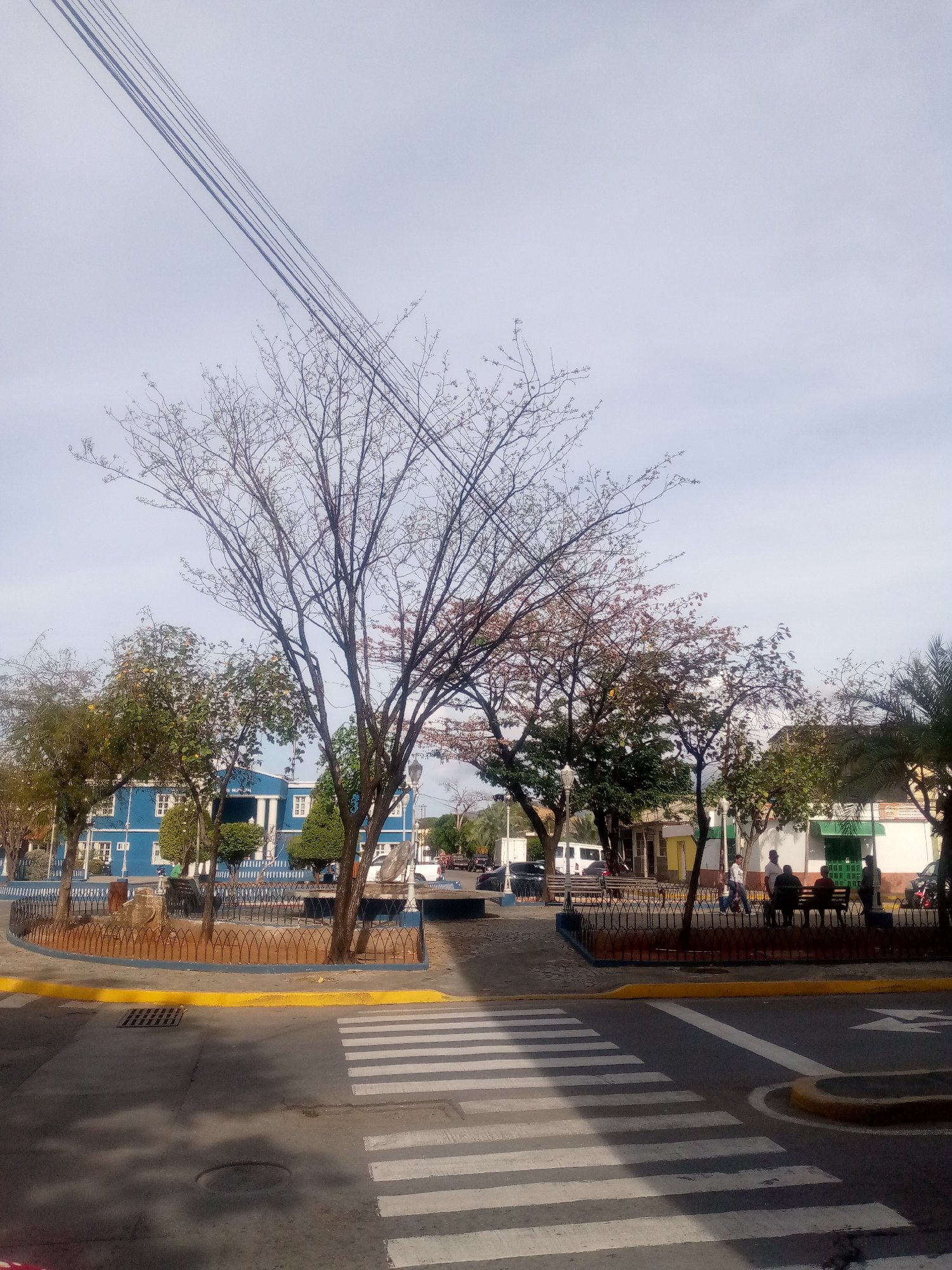 The image captures a daytime scene in Juan Griego, Venezuela, featuring a segment of the city's public square, Plaza Bolívar, with the Alcaldía Municipal building visible on the left. The upper portion of the frame shows a clear, bright sky traversed diagonally by multiple dark utility wires from the upper left.
In the foreground, a paved street exhibits a white-striped pedestrian crosswalk. The street is bordered by a raised concrete curb painted yellow, with a rectangular storm drain grate embedded in the asphalt to the left of the crosswalk.
Beyond the street, a public park area is enclosed by a low, dark metal fence with a decorative arched pattern. The park contains numerous trees, including a large, prominent tree with bare branches centrally positioned, and other trees with varying degrees of green and reddish foliage. A lamppost is visible amidst the trees on the left.
To the left of the park, a two-story blue building with white trim, windows, and white columns at its entrance is discernible, identifiable as the Alcaldía Municipal. To the right, various smaller buildings with white and yellow facades are partially visible through the trees.
Several individuals are present within the park area. On the right side, at least five people are seated on benches, while others are standing or walking further back. Parked vehicles, including a white van, are visible in the background on the right. The scene is illuminated by natural light, casting shadows on the street and beneath the trees.