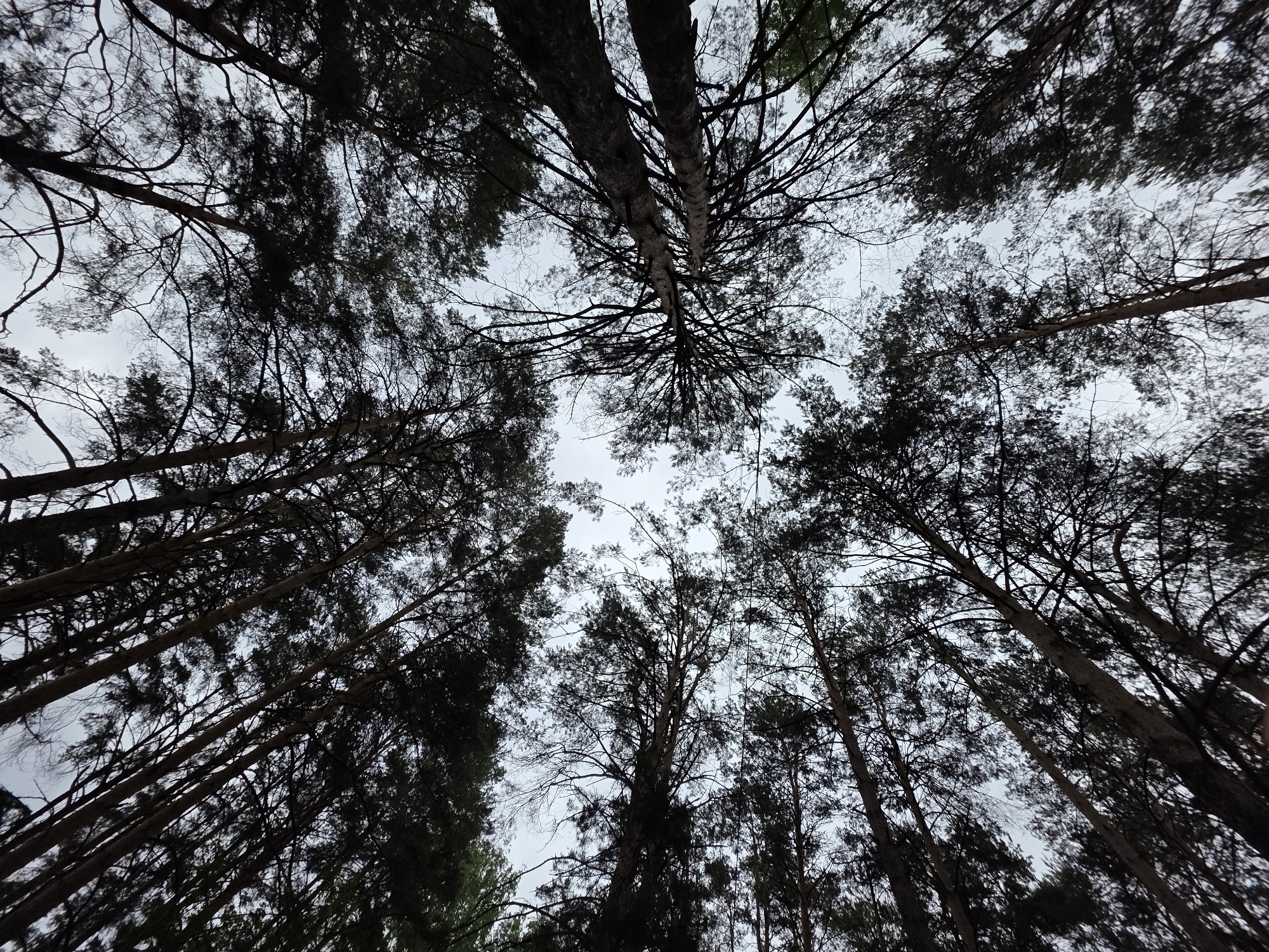 The image shows a view looking upwards through a dense forest canopy. The tree trunks are dark and slender, reaching towards the sky. The branches are intricate and create a web-like pattern against a pale, overcast sky. The scene is dimly lit, with the trees appearing as silhouettes. The location is the city of Chaikovsky, Russia. The photo lacks specific details about people, objects, actions, or interactions.