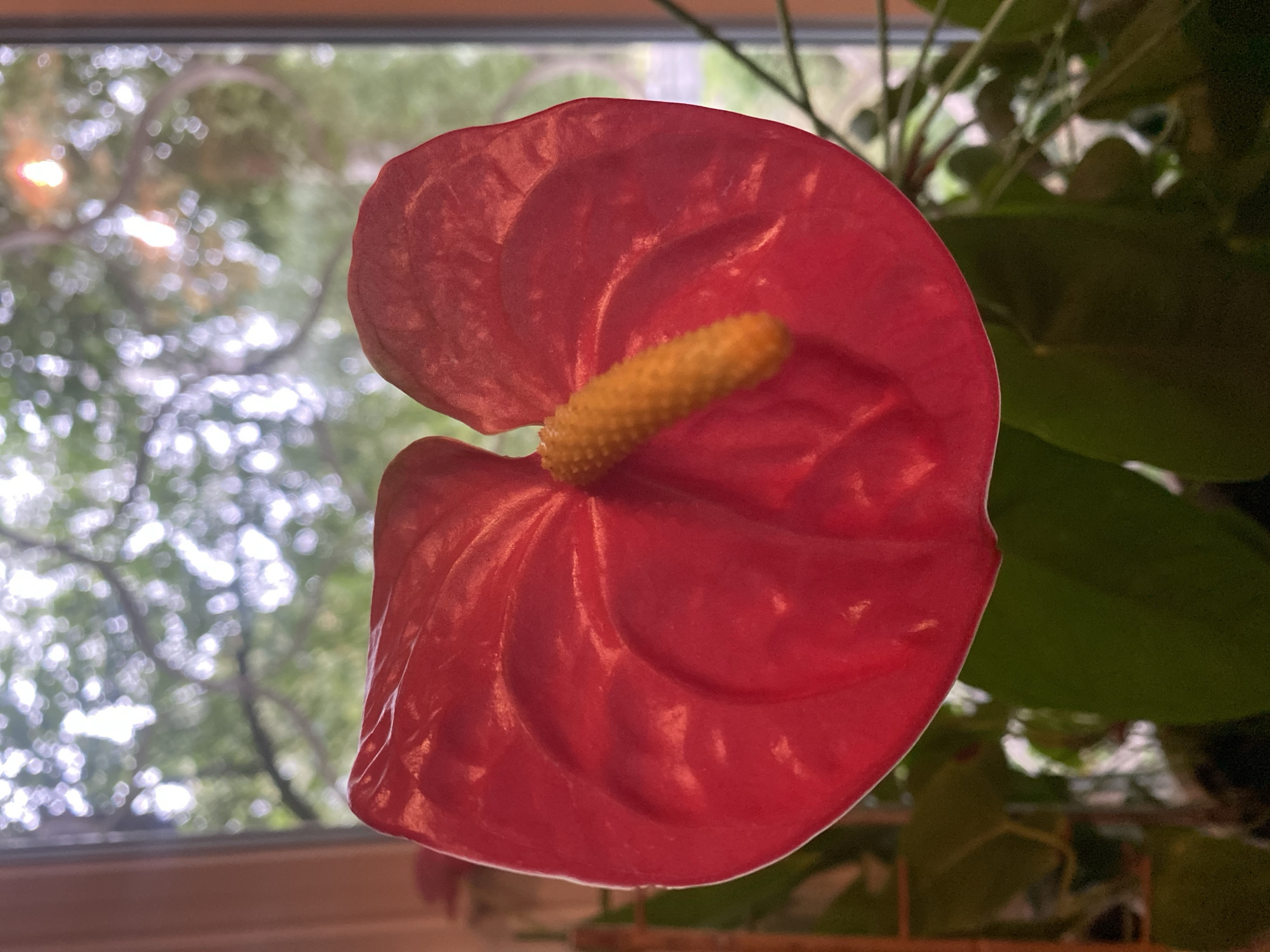 The image shows a close-up of a vibrant red anthurium flower with a yellow spadix, positioned in front of a window. The background visible through the window is blurred, depicting trees and foliage, suggesting an outdoor environment. Light sources are visible as bokeh circles, indicating a natural or possibly artificial light source. The anthurium is the primary subject, with its waxy, heart-shaped spathe and textured spadix clearly in focus. The leaves of the plant are visible in the lower portion of the image, appearing dark green and lush. The setting appears to be indoors, near a window, with the plant likely placed on a windowsill or nearby surface. There is no indication of the city of Ivanteyevka, Russia within the image itself.