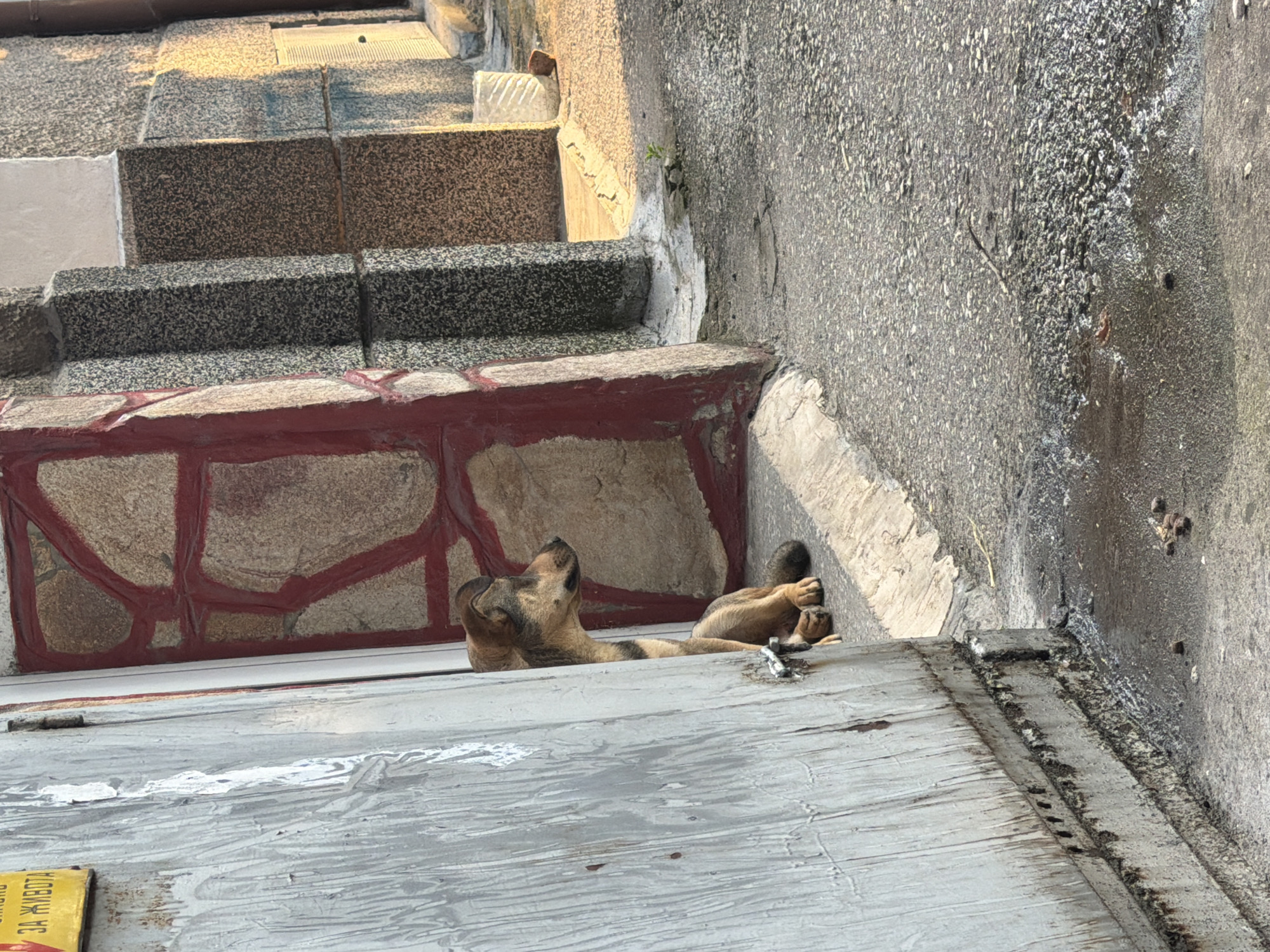 A medium-sized, mixed-breed dog with brown and black fur is sitting by an open, weathered grey metal garage door. The dog is looking to its right, towards the street. Behind the dog, a wall with a red, abstract mosaic pattern is visible. To the right of the wall, a building facade constructed with grey and brown granite-like stone blocks is present. The ground in front of the garage door is asphalt with some wet patches and small debris. The scene appears to be an outdoor urban setting, possibly a residential alley or driveway, in Pazardzhik, Bulgaria, given the context of the provided information.