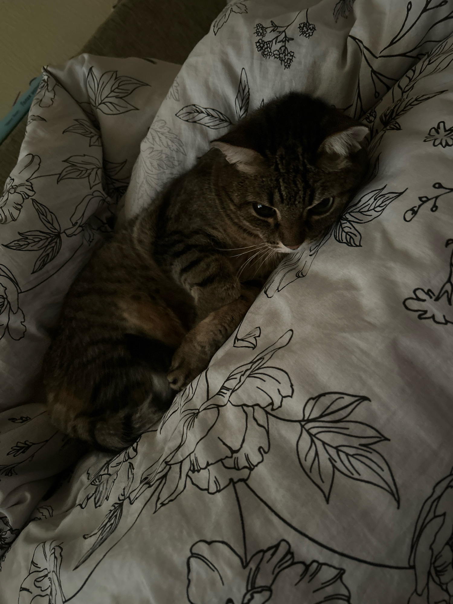 A tabby cat is curled up on a floral-patterned comforter. The cat is mostly obscured by the comforter, but its head and forelegs are visible. The cat's eyes are open, and it appears to be looking towards the camera. The comforter is white with a black floral pattern. The scene is dimly lit, suggesting it is nighttime or the room is dark. There is no information available to determine the location of this image in Moscow, Russia.