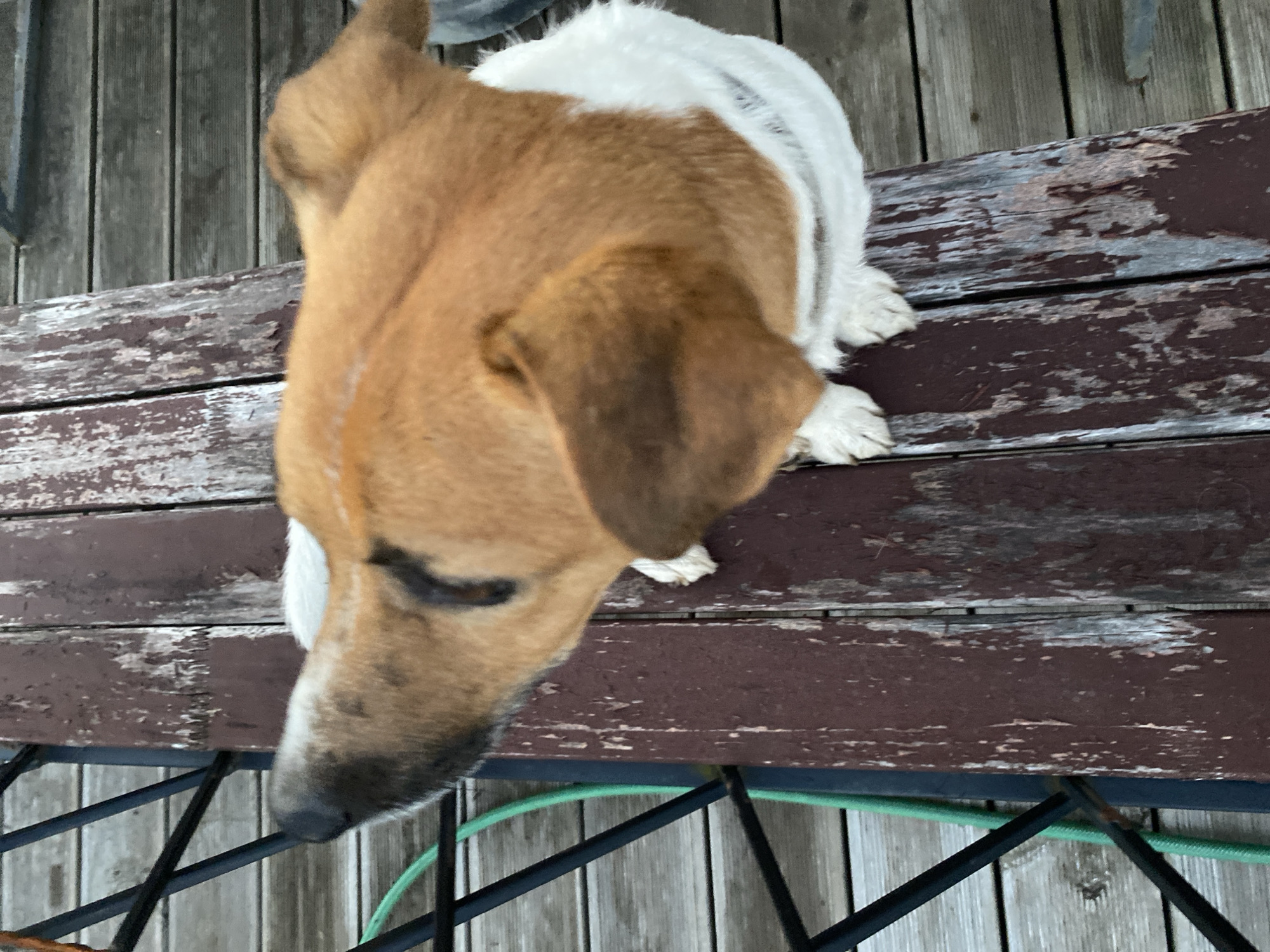 A brown and white dog is perched on a weathered wooden deck, looking upwards and to the left. The dog has a predominantly tan coat with white markings on its chest and paws, and dark ears. The deck itself is constructed of wooden planks, some of which are painted a dark reddish-brown and show signs of peeling and wear. In the background, a metal railing with black bars is visible, alongside a bright green garden hose. The flooring of the deck is composed of horizontal wooden planks. The scene appears to be outdoors, possibly a residential backyard in Bol'shoe Zaborod'e, Russia, given the context.