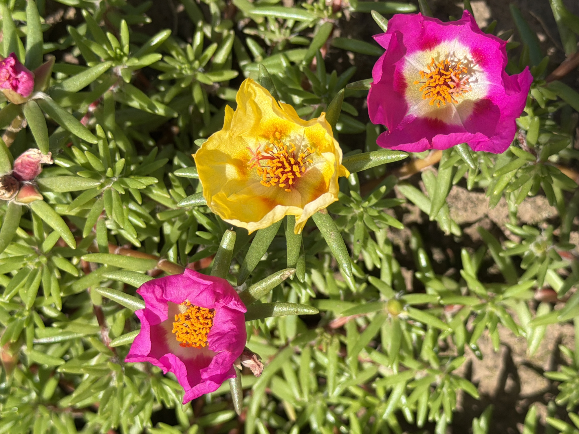 The image shows a close-up, overhead view of three blooming flowers in a garden bed. The flowers are purslane (Portulaca grandiflora), with two bright pink flowers and one yellow flower. The pink flowers have white centers surrounding bright orange stamens. The yellow flower also has orange stamens and some reddish-orange markings on its petals. The flowers are surrounded by a dense growth of green, succulent leaves, which are typical of purslane. The background consists of dark soil and some shadows, suggesting an outdoor environment bathed in sunlight. There is no indication of any people or specific buildings or landmarks that would tie it to the city of Selanovtsi, Bulgaria. The scene is static, with no actions or interactions depicted.