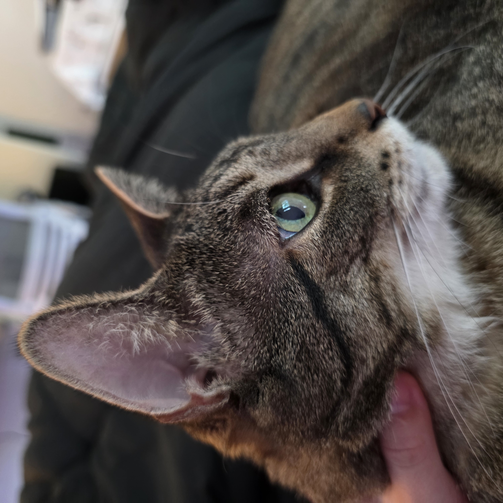 A close-up, side profile shot of a tabby cat's head shows its green eye looking to the right. A human hand is gently touching the cat's cheek. The cat's fur is a mix of brown, black, and white stripes. The background is blurred, showing a dark surface and a hint of furniture. The setting appears to be indoors, possibly a home in Portland, United States of America.