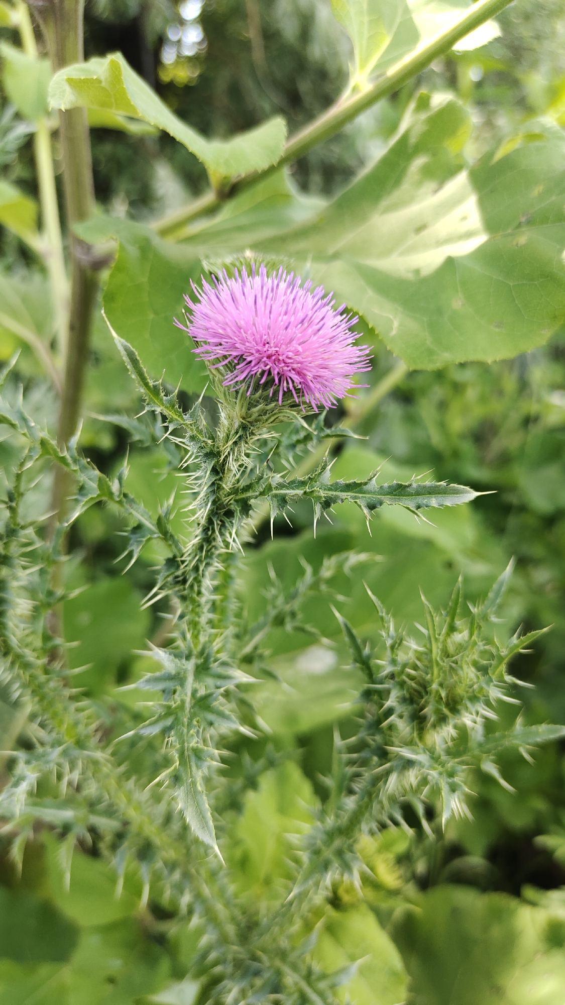 A close-up, vertical shot captures a pink thistle flower in bloom, its spiky stem and leaves a sharp contrast to the soft petals. The flower, positioned slightly off-center to the right, is the primary subject, surrounded by lush green foliage. Large, broad leaves form a backdrop, their surfaces slightly textured and illuminated by an unseen light source. The overall impression is one of natural beauty found in a wild setting, possibly a garden or a field. There is no indication of human presence or activity.