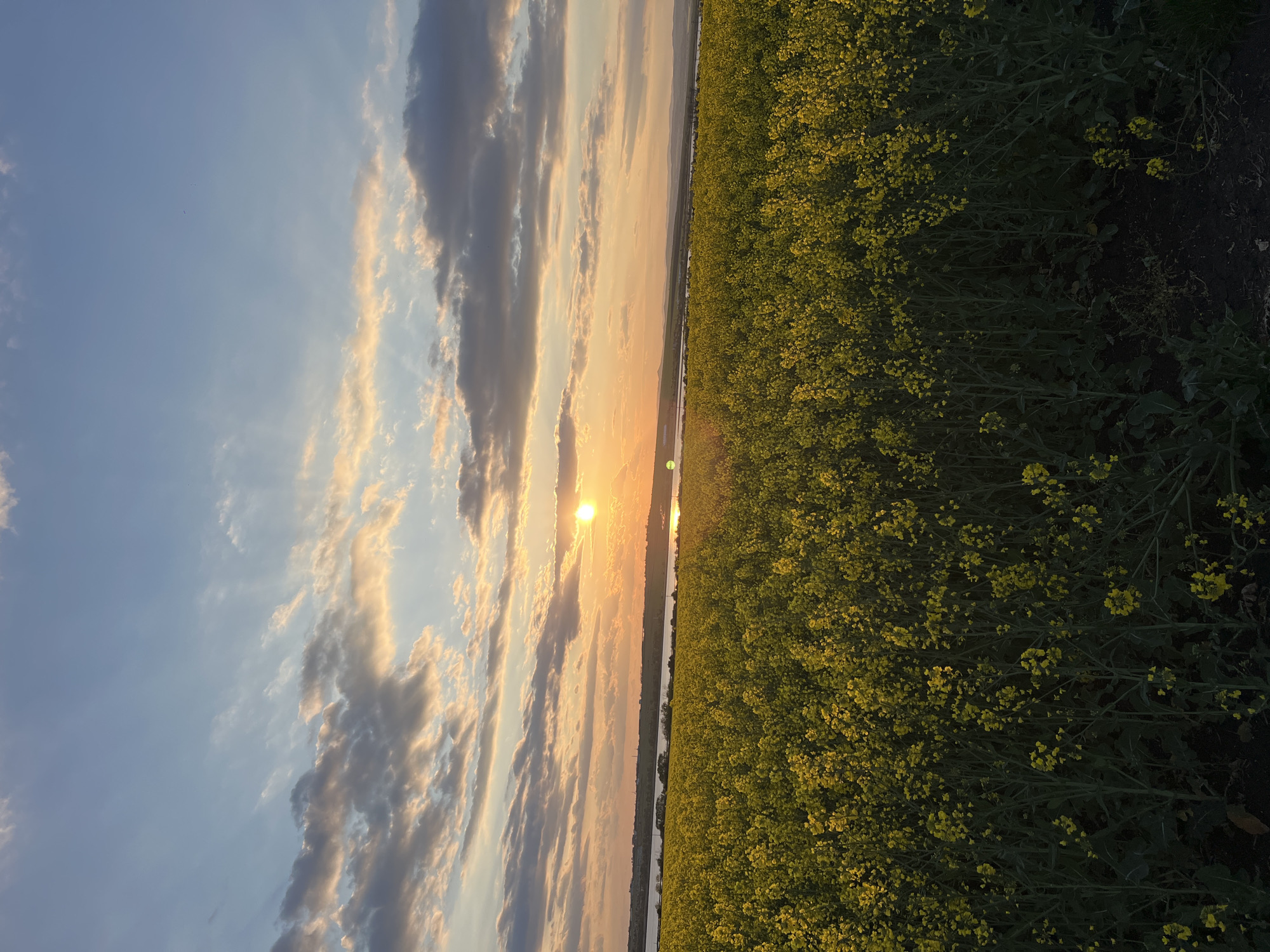 The image depicts a field of yellow flowers during a sunset. The sky is filled with clouds and the sun is partially obscured. A body of water runs between the field of flowers and the sunset. The image appears to be taken in a rural location. It is not possible to ascertain the specific location in the city of Burgas, Bulgaria. There are no people visible.