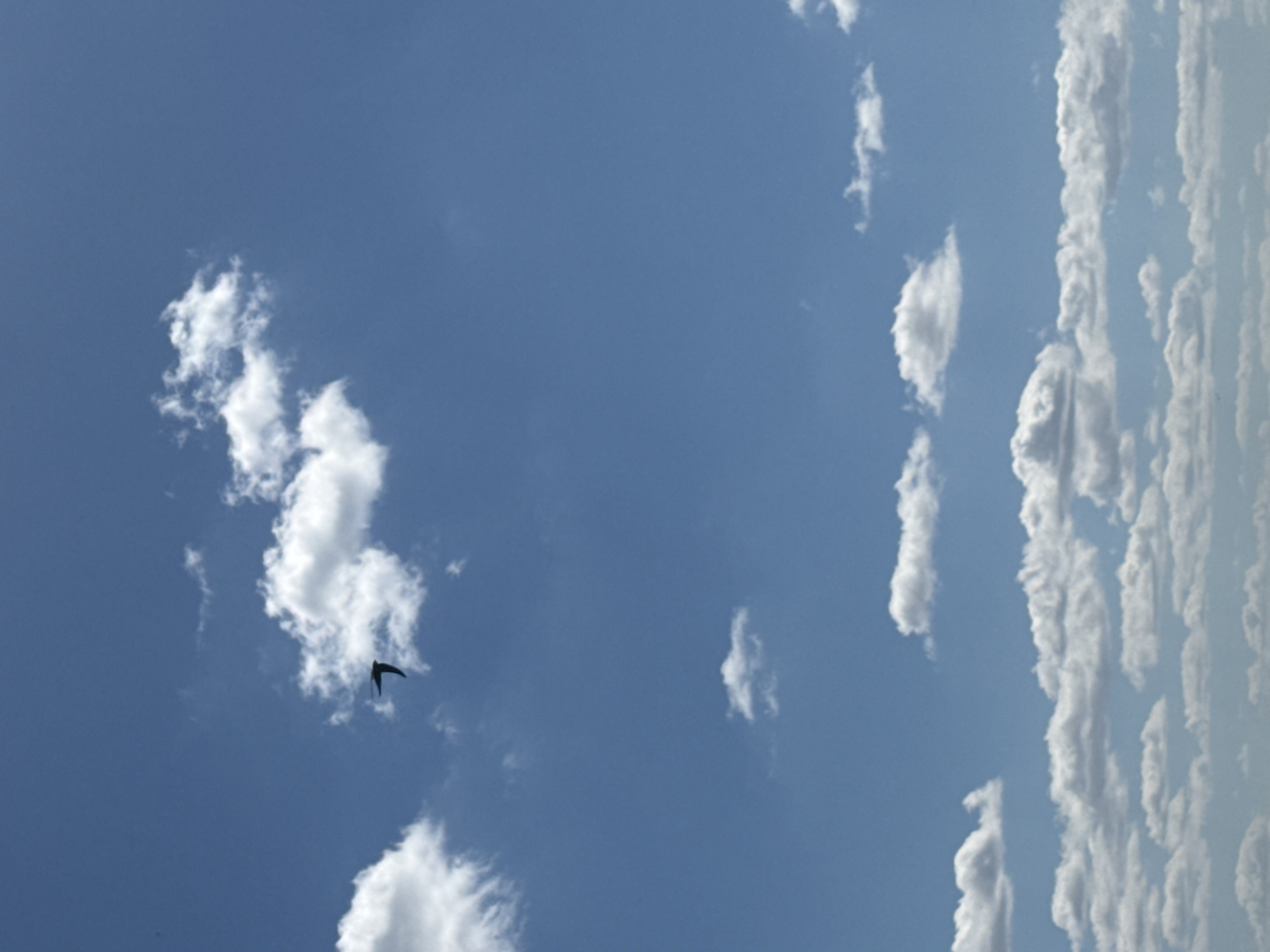 The image is a photograph of a blue sky with scattered white clouds. There is a dark silhouette of a bird in flight in the lower left quadrant of the image, with its wings outstretched and its tail forked. The clouds are varied in shape and density, with some appearing wispy and others more substantial. The overall scene suggests a clear, bright day, likely in the afternoon given the clarity of the sky. The orientation of the image is vertical, with the clouds on the right side appearing as streaks. There is no visible text in the image. The setting is an outdoor environment, likely in Pokoinoe, Russia, as indicated by the location context. The activity taking place is the flight of a single bird through the sky. The mood is peaceful and serene, with the vastness of the sky and the solitary bird evoking a sense of freedom and natural beauty.