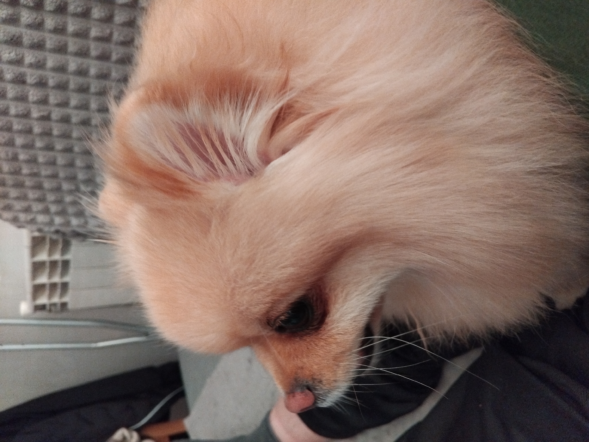 A close-up, profile view of a fluffy, light-colored Pomeranian dog's head and upper body is captured in a dimly lit indoor setting. The dog's fur is a pale orange-peach hue. Its dark, almond-shaped eye is partially visible, as is its pink nose and white whiskers. The dog is positioned on a dark surface, likely clothing or upholstery. In the background, a textured gray surface, possibly a couch or cushion, is visible, along with a hint of a white, grid-like object, which could be a shelf or a vent. The overall atmosphere is cozy and domestic. The location of Apriltsi, Bulgaria is not determinable from the image.