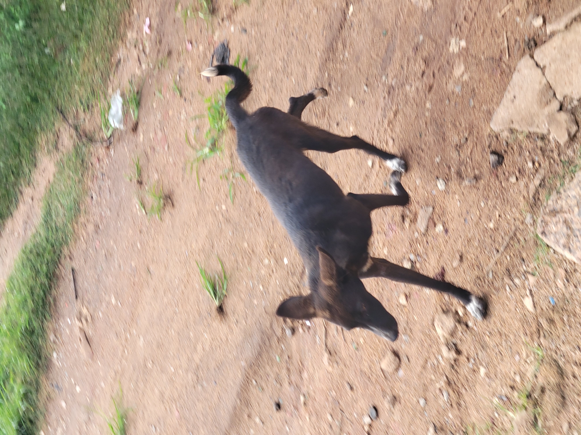 A dark-colored dog with white markings on its paws and tail walks on a dirt path in Barakin Lerawi, Nigeria. The path is lined with green grass and sparse vegetation. Scattered rocks and debris are visible on the ground. A piece of white plastic is present on the right side of the path. The dog is in motion, with its head lowered and its tail curved upwards.