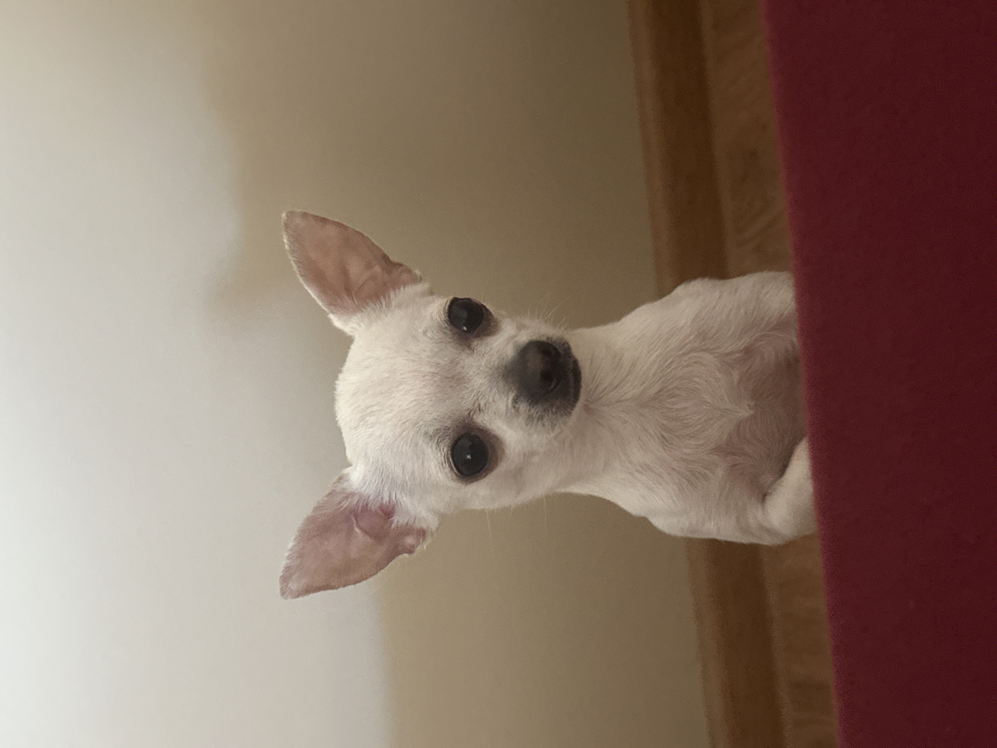 A small white dog, likely a Chihuahua, is the central subject of the image, captured in a close-up, upward-angled perspective. The dog has short, light-colored fur, prominent dark eyes, and large, erect ears, and is looking directly towards the camera with an expression of curiosity and attentiveness. Its black nose and mouth are clearly visible.
The dog appears to be positioned below the camera's vantage point, peering up from what seems to be a lower surface. The background on the left and upper sections of the image consists of a plain, light beige or off-white wall, indicating an indoor setting. To the right, a significant portion of a solid reddish-brown object, possibly furniture or a thick piece of fabric, frames the scene. Behind the dog's right side, a darker, wooden-textured surface is partially visible, likely a floor or another piece of furniture. The lighting is soft and ambient, characteristic of an indoor environment. No text is visible in the image.