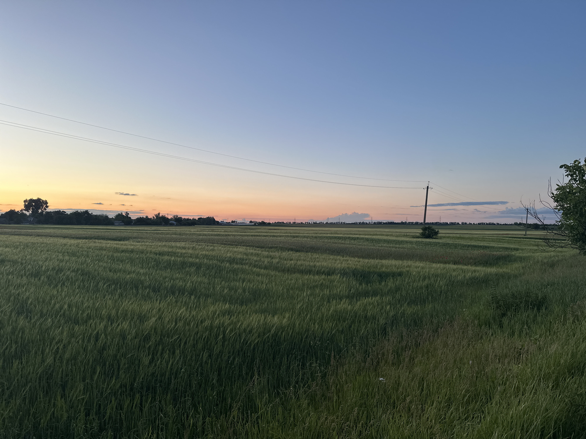 The image depicts a vast, green field of crops stretching towards a distant horizon under a clear, pale blue sky transitioning into a soft gradient of orange and pink near the horizon line, suggesting either sunrise or sunset. Power lines are visible traversing the sky, supported by utility poles scattered across the landscape. The foreground is dominated by the dense, verdant crop, with taller grasses and foliage bordering the right edge of the frame. The distant horizon shows a line of trees and buildings, indicating a rural settlement. The scene is tranquil and captures the expansive nature of the Ustyvytsia countryside in Ukraine during twilight. There are no people or animals present in the image.