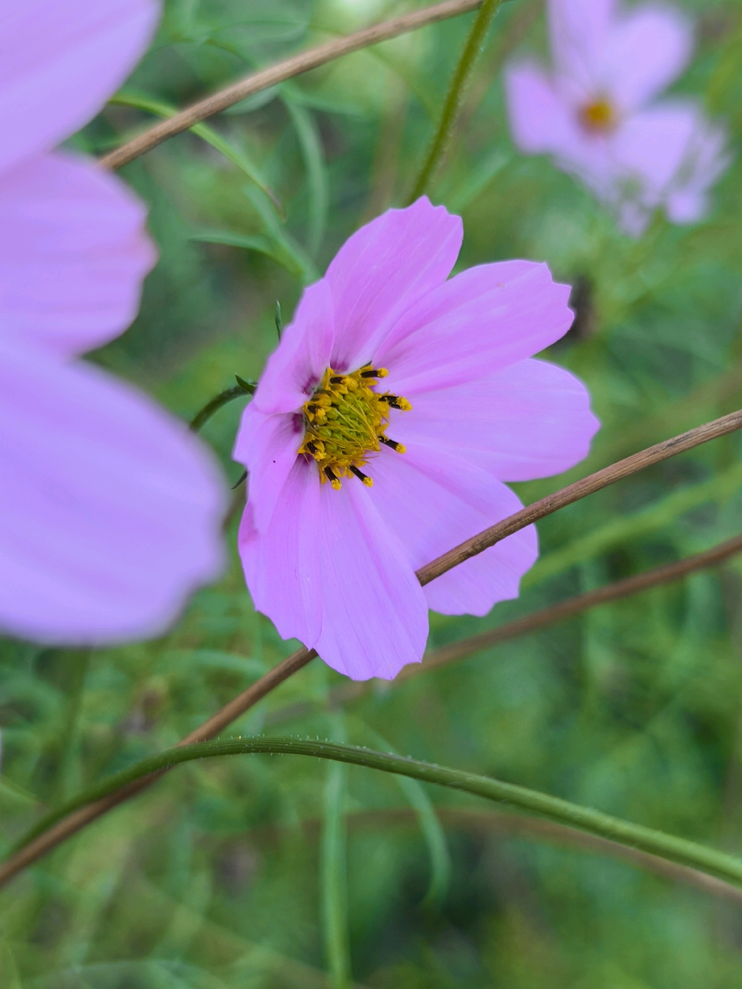 A close-up, shallow depth of field shot features a pink cosmos flower in the foreground, with its yellow stamen and black anthers clearly visible. The petals are soft and slightly ruffled. Behind the main flower, another out-of-focus pink flower is visible, along with blurry green foliage. Two thin, brown stems cross diagonally through the frame, one behind the main flower and another in the lower right corner. The overall scene suggests an outdoor garden setting. There is no information available to indicate the specific location in the city of Mahilyow, Belarus.
