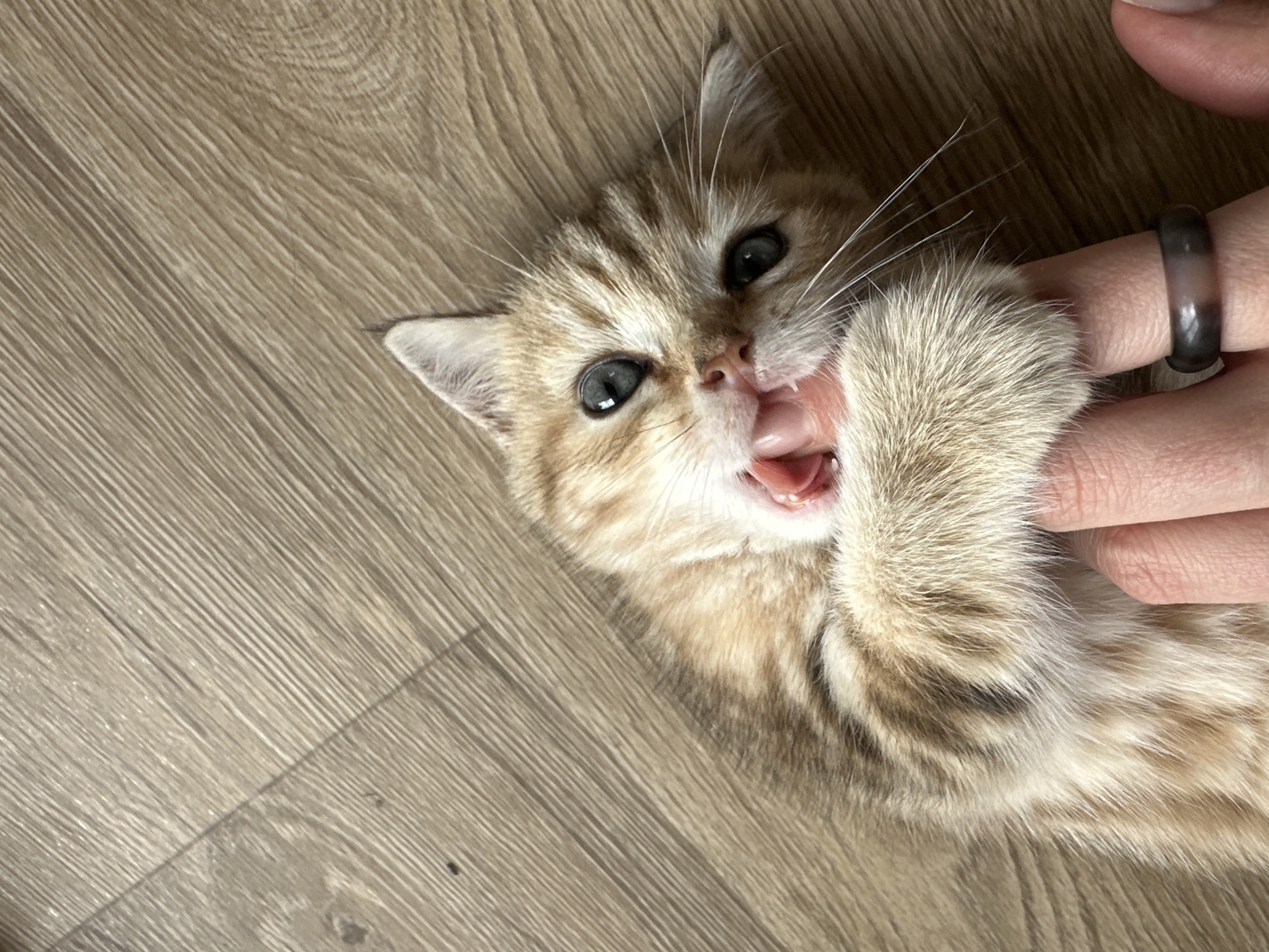 An overhead shot shows a ginger and white kitten playing with a human finger on a wooden floor. The kitten is lying on its back, with its paws around the finger, and its mouth open, biting down on it. The kitten has bright blue eyes and white whiskers. The wooden floor is light brown with visible grain. A human hand, wearing a dark grey and white marbled ring on the ring finger, is visible, with the finger being held by the kitten. The scene is indoors, on a wooden floor, and the lighting suggests it is daytime. There is no indication of the location being in the city of Mokino, Russia.
