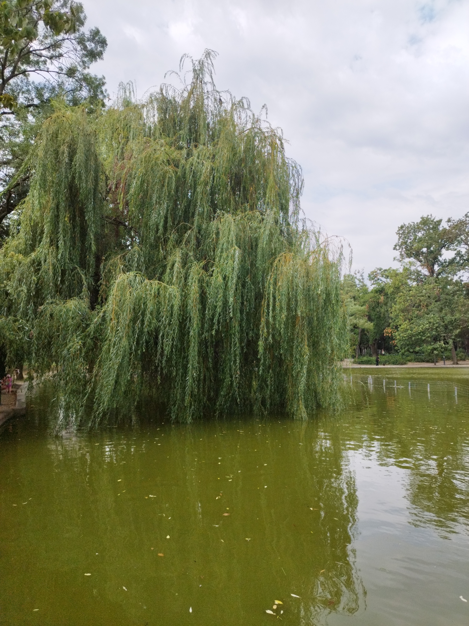 This image shows a serene pond surrounded by lush greenery, with a prominent weeping willow tree partially submerged in the water on the left side. The pond's surface is a murky green, with a few fallen leaves floating on it. The reflection of the willow tree is visible on the water's surface. In the background, there are other trees and a cloudy sky. The setting appears to be a park or garden, with a paved walkway on the left edge of the pond and a fence in the distance. This scene is likely from the Herăstrău Park (now King Michael I Park) in Bucharest, Romania, known for its large lake and abundant trees, including weeping willows. There are no visible people or animals in the immediate vicinity of the pond, but there are faint indications of distant figures walking along the path on the far side of the pond.