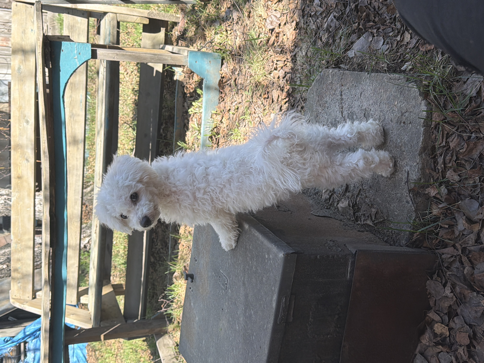A small, white, curly-haired dog is standing on a dark metal box. The box is sitting next to a concrete slab on an area covered with dead leaves and grass. Next to the box and concrete is a partially visible wooden structure with some blue paint. The location is likely outdoors in a residential area, but not confirmed to be in Зуй, Russia. A person's leg is visible in the upper-right corner.