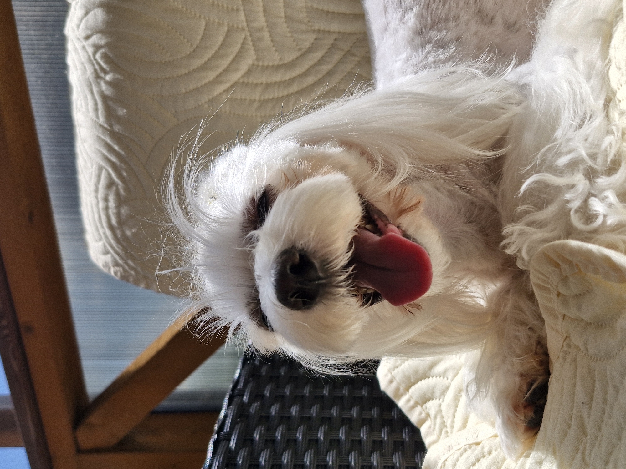 A white Maltese dog with its mouth open and tongue sticking out is lying on a cream-colored quilted blanket. The dog's fur is fluffy and extends over its face. The background shows a wicker chair, a wooden structure, and a hazy blue and grey background, possibly indicating a greenhouse or a covered outdoor area. The image is captured in natural light, casting shadows.