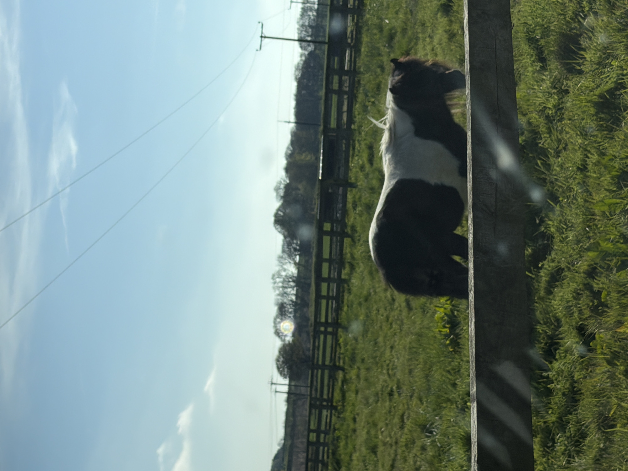 A pony is standing in a grassy field next to a wooden fence post in Witton Gilbert, United Kingdom. A wooden fence runs along the background of the field, and trees can be seen beyond the fence. Electrical power lines and pylons are visible in the distance. The sky is blue with some clouds.
