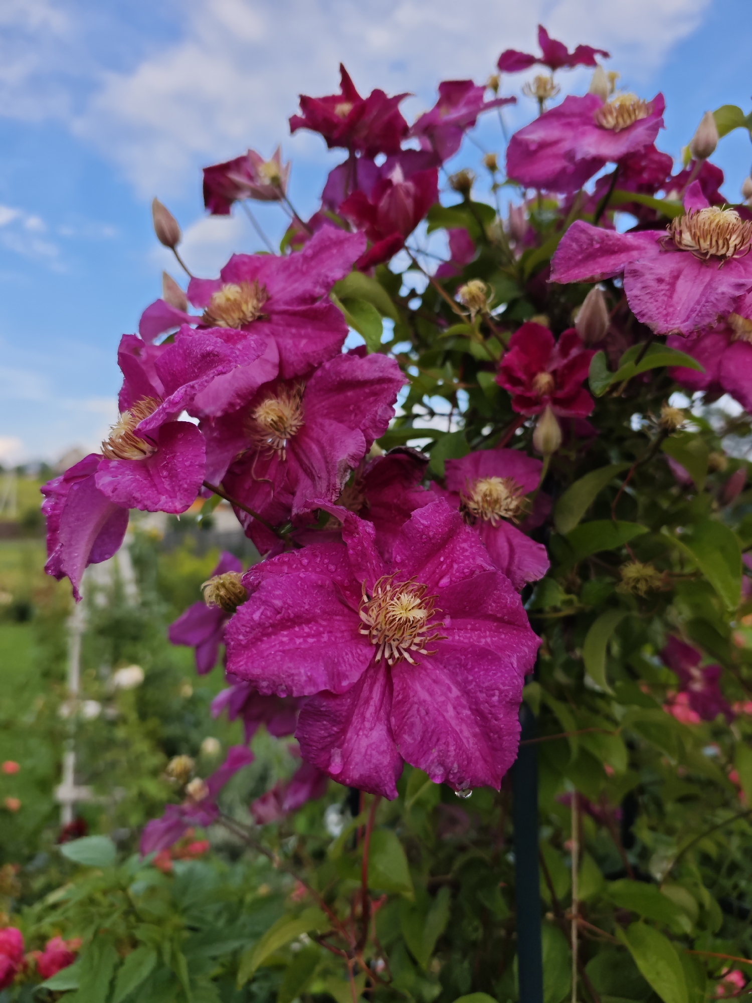 A close-up shot captures a vibrant cluster of deep pink clematis flowers in full bloom against a bright blue sky dotted with white clouds. The flowers are detailed, with delicate, ruffled petals and prominent yellow stamens at their centers. Some petals bear small water droplets, suggesting recent rain or dew. The clematis plant is supported by a dark stake, with lush green foliage forming a dense backdrop.
In the background, a garden setting is visible, with hints of other plants and flowers in softer focus. The overall impression is one of a lush, natural outdoor environment. The bright sky and the dew on the flowers suggest it is daytime, likely morning or after a shower.
The image is a still photograph, and no text is visible. The location is identified as Podosinki, Russia. The focus on the flowers creates a sense of natural beauty and the peacefulness of a garden.