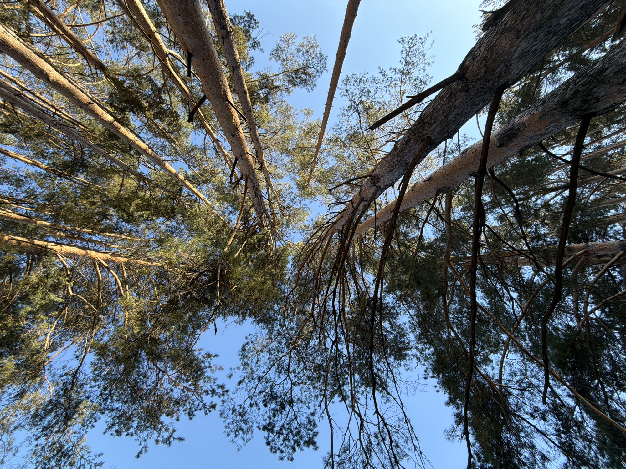 The image presents a striking worm's-eye view looking directly upwards into the canopy of a dense pine forest in Chaikovsky, Russia. Tall, slender tree trunks, characterized by their reddish-brown, tan, and grayish bark, rise prominently from the edges and bottom of the frame, tapering as they reach towards the sky. Many trunks appear straight and parallel, while others angle across the composition, creating a sense of dynamic perspective.
Branches adorned with dark green, needle-like foliage extend from the trunks, intricately weaving across the clear, bright blue sky. The sunlight filters through the needles and illuminates the upper portions of some tree trunks, highlighting their textured bark. The sky is entirely free of clouds, suggesting a sunny and clear day, likely late morning or early afternoon based on the soft yet strong illumination.
The scene conveys a feeling of immense height and natural immersion within the forest. There are no people, animals, or man-made objects visible within the frame, emphasizing the untouched and natural environment. No specific activity is depicted other than the tranquil existence of the forest. There is no visible text in the image.