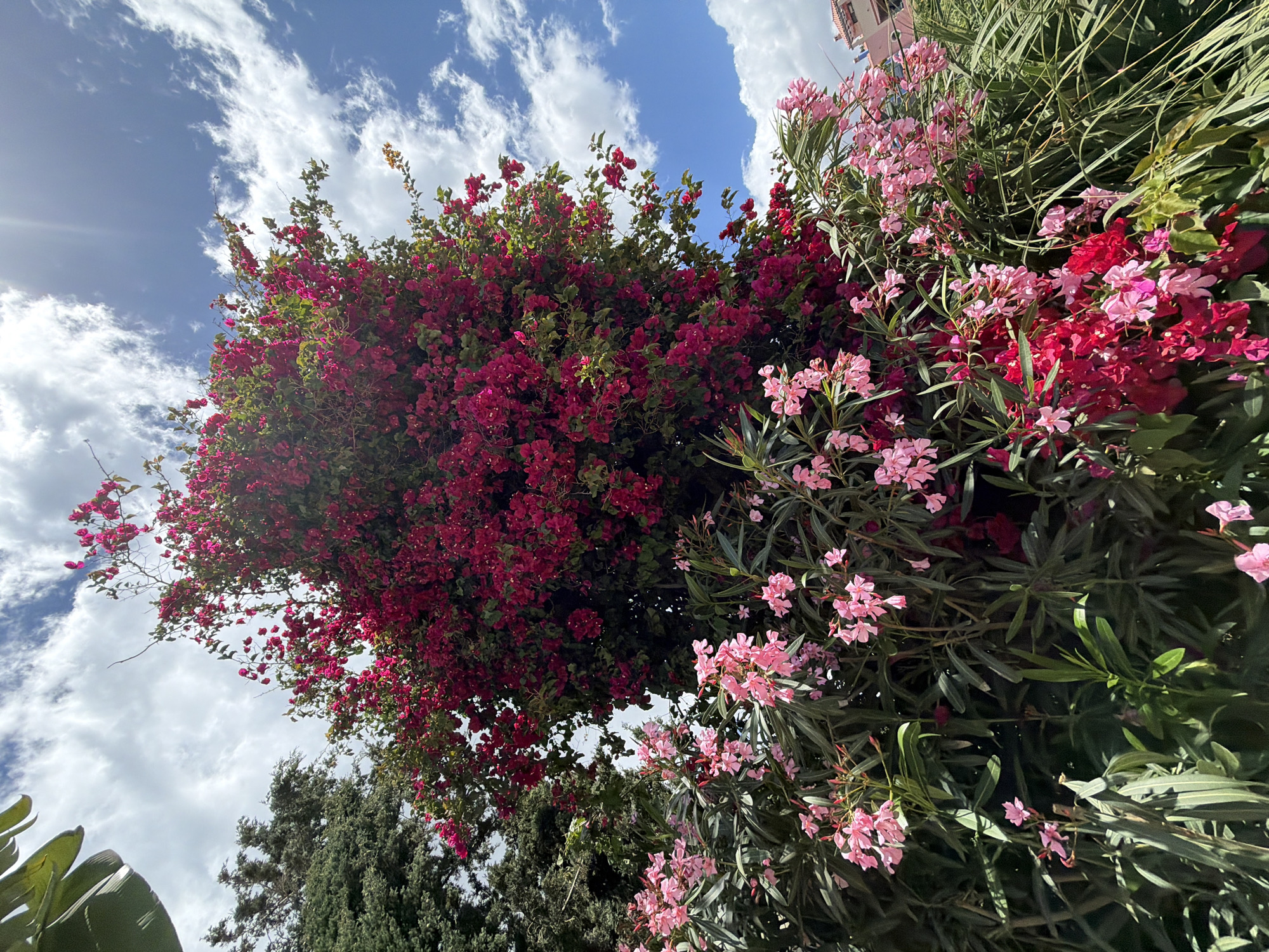 The image shows a vibrant display of flowers against a backdrop of a cloudy sky. On the left is a large bush covered in bright pink bougainvillea flowers. To the right of the bougainvillea, there is a bush with pink oleander flowers, surrounded by green foliage. The background is a bright blue sky with fluffy white clouds. The buildings in the top right corner suggest the location is in a populated area. Considering that the photo was specifically requested to be located in the city of Benalmádena, Spain, it is reasonable to infer that this image was taken in that location. The scene contains no people or apparent action.