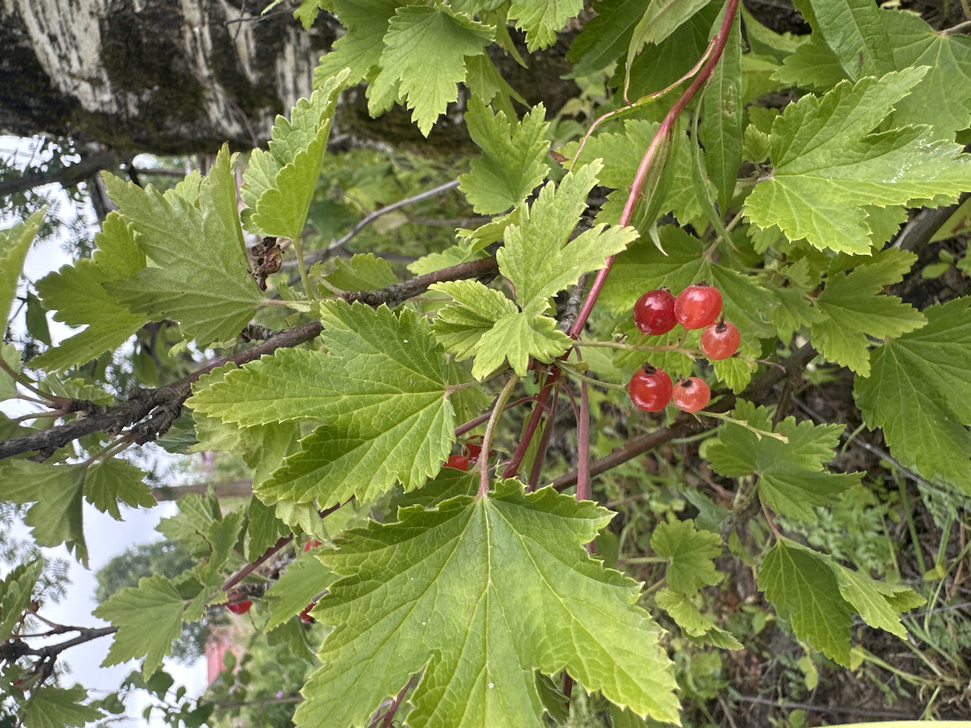 The image depicts a close-up view of a red currant bush with bright green, lobed leaves. Several clusters of ripe red currants are visible, some still attached to their thin, reddish stems. The bush is growing outdoors, with a blurred background showing other vegetation, a tree trunk with textured bark, and a hint of a red-roofed building in the distance. The overall lighting suggests an overcast day. The scene is characteristic of a garden or natural area in Plesetsk, Russia. There are no people or animals present.