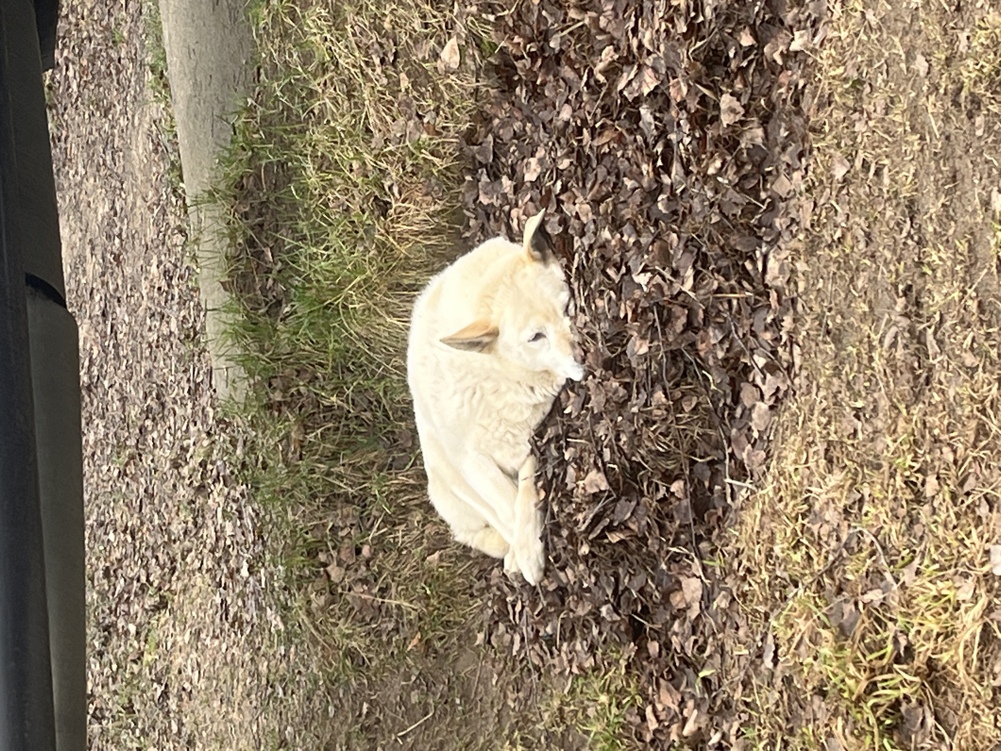 A light-colored dog is curled up on the ground in Razdolye, Russia. The ground consists of a mixture of dead leaves and grass. A concrete curb is visible on the left side of the image. Part of a dark, metallic object is in the lower left corner.
