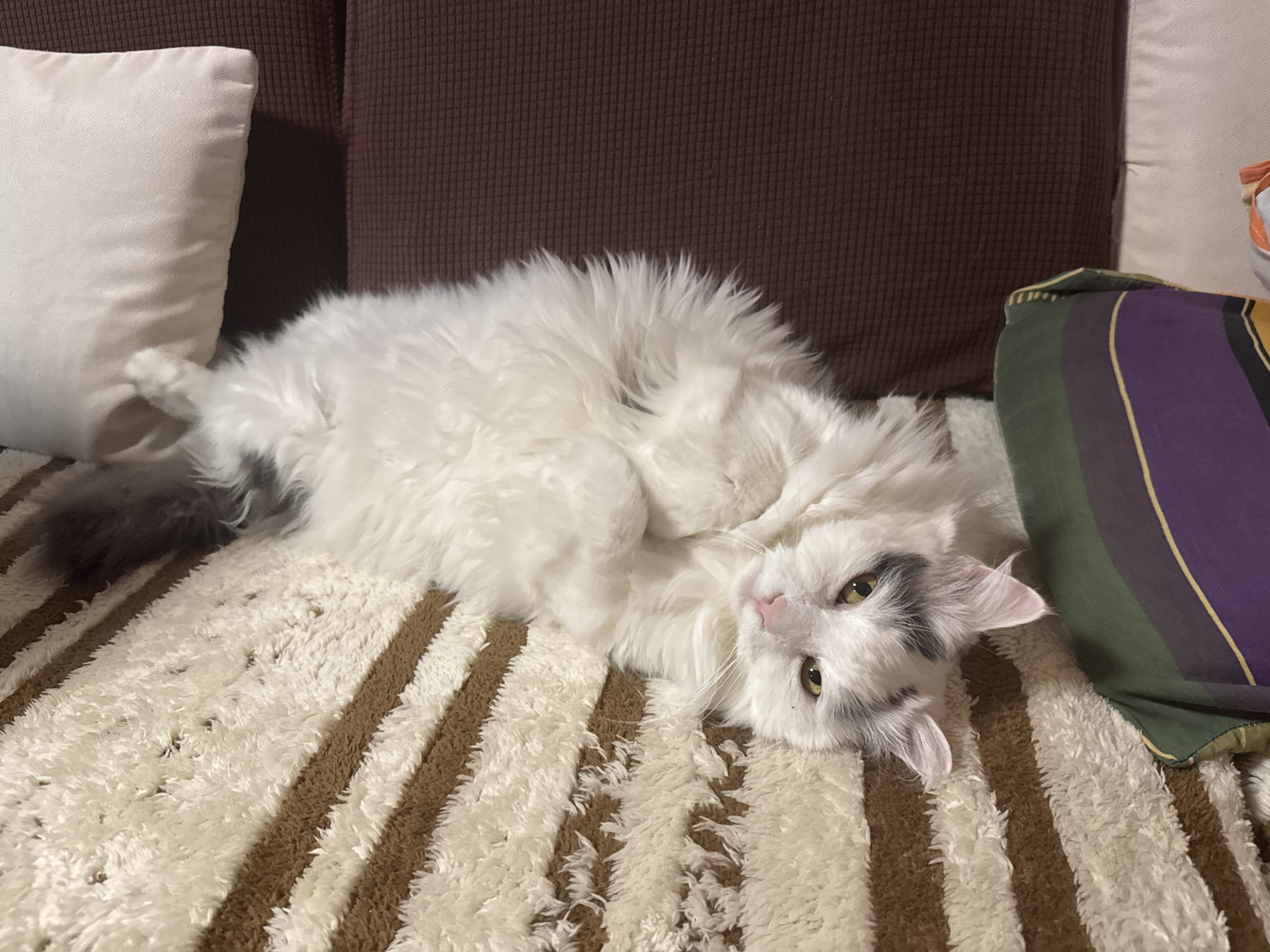 A fluffy, mostly white cat with patches of gray lies on its back on a striped, textured throw blanket. The blanket features alternating wide stripes of cream and brown. The cat's head is tilted towards the viewer, its eyes open and attentive. Its tail, a mix of white and gray, curls up towards its body. The cat is resting on a couch with a cream-colored pillow to the left and a brown cushion behind it. A multi-colored striped pillow is visible to the right of the cat. The location cannot be determined to be Sofia, Bulgaria from the content of this image.