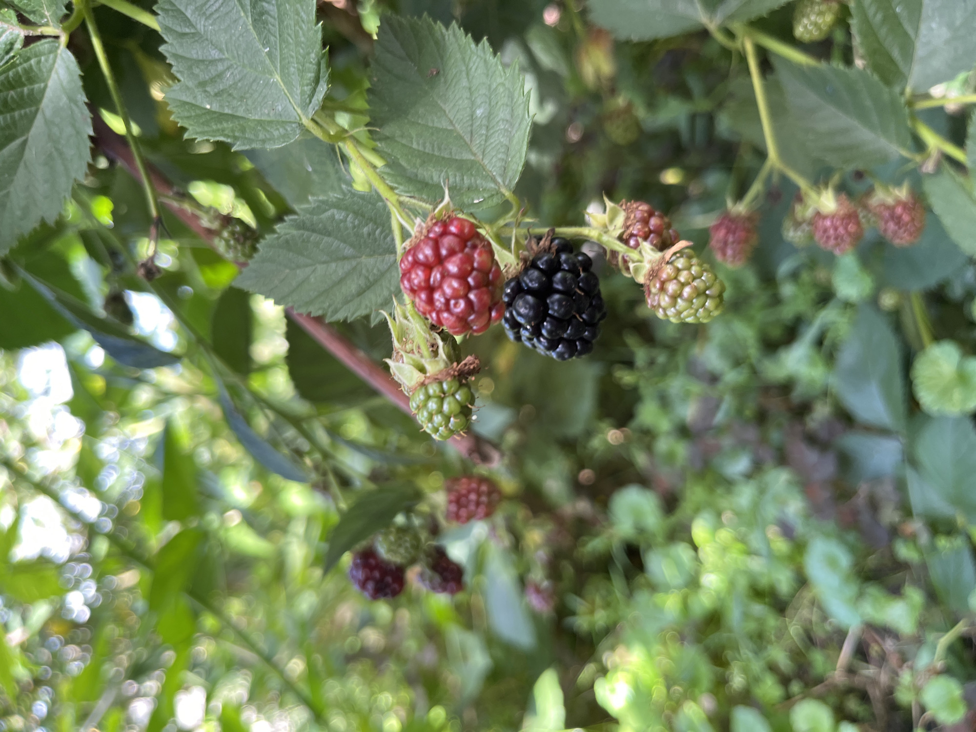A close-up, eye-level shot captures a blackberry bush in Fedorovka, Russia. The bush displays berries in various stages of ripeness, from green and immature to bright red and fully ripe black. The berries are clustered on thorny stems, surrounded by green leaves and dappled sunlight filtering through the foliage. The background is softly blurred, indicating a natural, outdoor setting likely in a garden or natural area. No people are visible in the image.