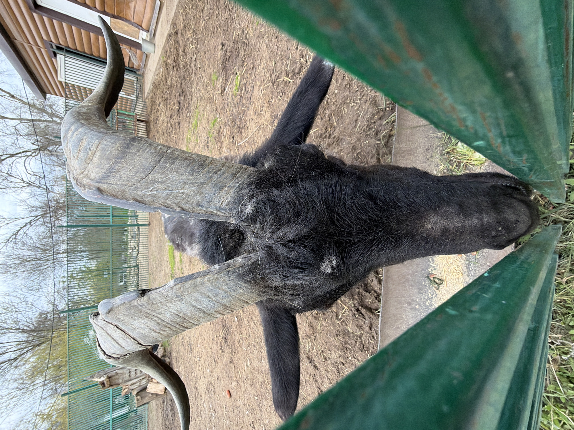 This image captures an overhead view of a large, dark-haired horned animal, likely a type of buffalo, bison, or large antelope, within an outdoor enclosure. The animal's head is lowered, and it appears to be eating from a metal trough or feeder filled with light-colored feed, possibly grain or hay.
The most prominent features are the animal's massive, greyish-brown horns. They are thick, textured with visible ridges and lines, and curve upwards and then sharply backwards. The animal's fur is black and appears shaggy, with some lighter strands or debris caught in it, particularly around the head and neck.
In the immediate foreground, a weathered green metal fence or barrier runs horizontally across the bottom and right side of the frame, partially obscuring the view. The ground within the enclosure is a mix of brown dirt and sparse, dry grass.
In the background, a light-brown wooden building with horizontal siding is visible to the left, suggesting a shelter or facility structure. Beyond this, a distant landscape of bare trees against an overcast or pale sky indicates a non-summer season. Another green wire fence is visible further back, delineating the enclosure or park boundaries. The lighting is soft, suggesting an overcast day. No discernible text is visible in the image. The scene conveys an animal in a zoo or park setting in Kamyshin, Russia.